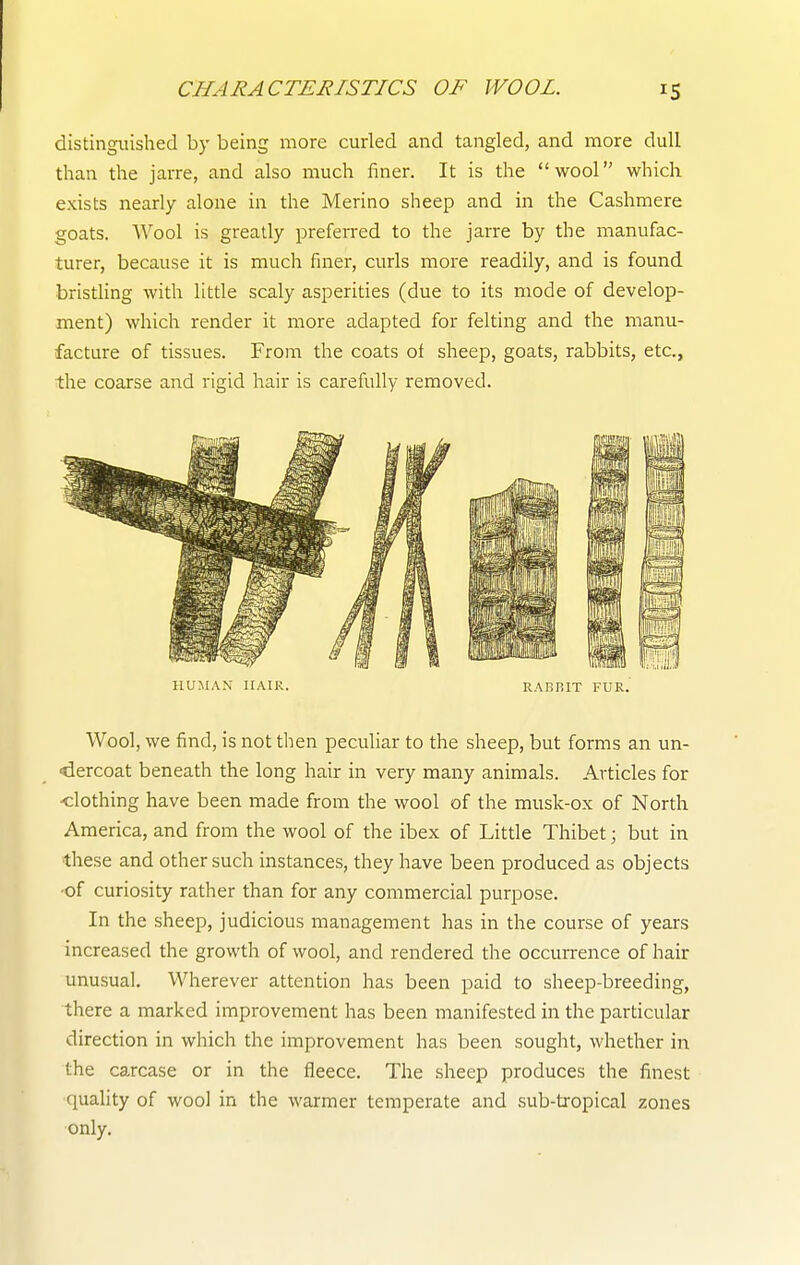 distinguished by being more curled and tangled, and more dull than the jarre, and also much finer. It is the wool which exists nearly alone in the Merino sheep and in the Cashmere goats. Wool is greatly preferred to the jarre by the manufac- turer, because it is much finer, curls more readily, and is found bristling with little scaly asperities (due to its mode of develop- ment) which render it more adapted for felting and the manu- facture of tissues. From the coats of sheep, goats, rabbits, etc., the coarse and rigid hair is carefully removed. HUMAN HAIR. RABBIT FUR. Wool, we find, is not then peculiar to the sheep, but forms an un- dercoat beneath the long hair in very many animals. Articles for •clothing have been made from the wool of the musk-ox of North America, and from the wool of the ibex of Litde Thibet; but in these and other such instances, they have been produced as objects ■of curiosity rather than for any commercial purpose. In the sheep, judicious management has in the course of years increased the growth of wool, and rendered the occurrence of hair unusual. Wherever attention has been paid to sheep-breeding, there a marked improvement has been manifested in the particular direction in which the improvement has been sought, whether in the carcase or in the fleece. The sheep produces the finest quality of wool in the warmer temperate and sub-ta-opical zones only.