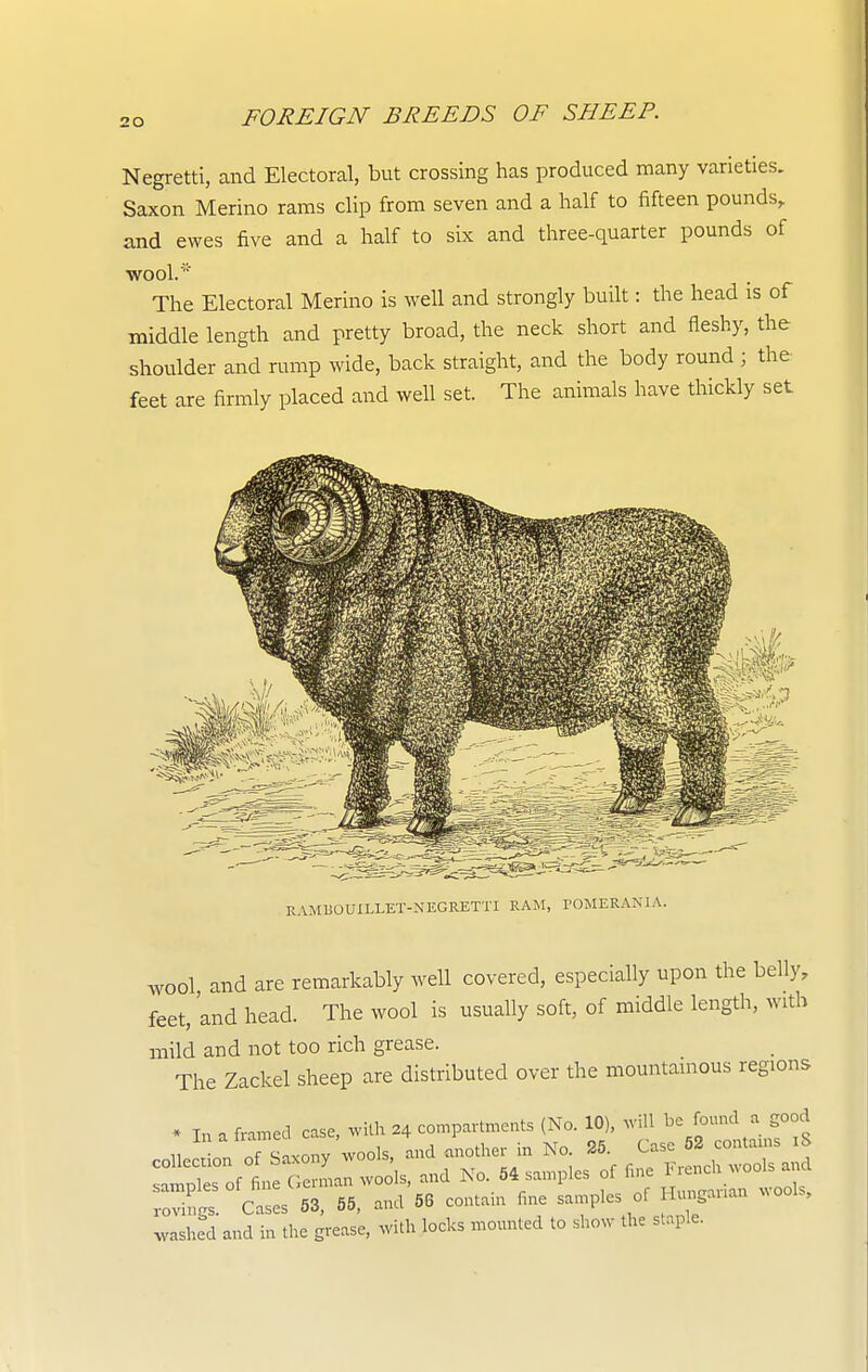 Negretti, and Electoral, but crossing has produced many varieties. Saxon Merino rams clip from seven and a half to fifteen pounds, and ewes five and a half to six and three-quarter pounds of wool.* The Electoral Merino is well and strongly built: the head is of middle length and pretty broad, the neck short and fleshy, the shoulder and rump wide, back straight, and the body round ; the feet are firmly placed and well set. The animals have thickly sel RAMBOUILLET-NEGRETTI RAM, POMERAKIA. wool and are remarkably well covered, especially upon the belly, feet, and head. The wool is usually soft, of middle length, with mild and not too rich grease. The Zackel sheep are distributed over the mountamous regions * In a frai^ed case, with 24 compartaents (No. 10), will be found a good colic ;;on of saxony wools, and another in No 25 Case^^^ — ^ samples of fine German wools, and No. 54 samples of fine H^l^H^. vovings. Cases 53, 55, and 56 contam fine samples of Hungauan ^^ool., washed and in the grease, with locks mom^ted to show the staple.