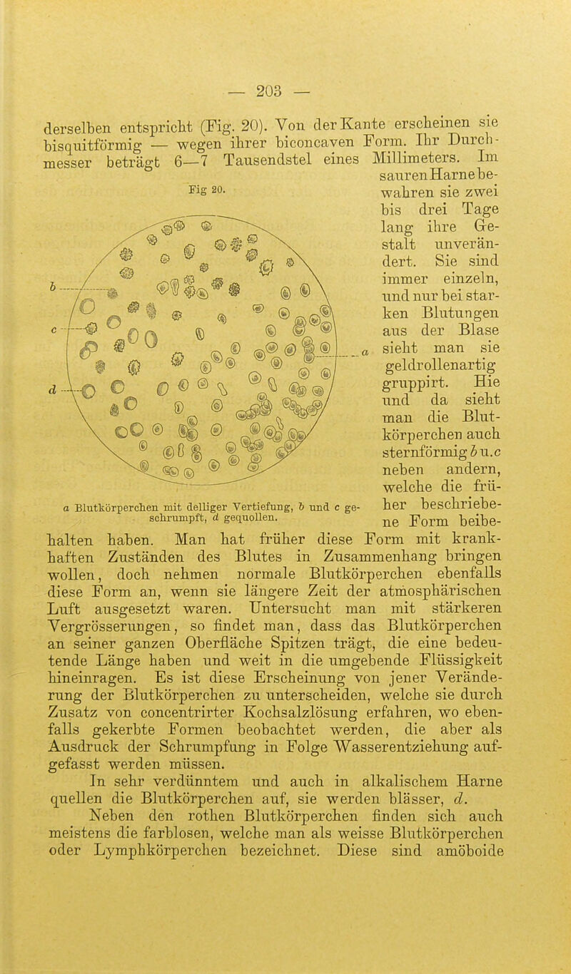 derselben entspricht (Fig. 20). Von der Kante erscheinen sie bisquitförmig — wegen ihrer biconcaven Form. Ihr Durch- messer beträgt 6—7 Tausendstel eines Millimeters. Im sauren Harne be- wahren sie zwei bis drei Tage lang ihre Ge- stalt unverän- dert. Sie sind immer einzeln, und nur bei star- ken Blutungen aus der Blase sieht man sie geldrollenartig gruppirt. Hie und da sieht man die Blut- körperchen auch sternförmig bu.c neben andern, welche die frü- a Blutkörperchen mit delliger Vertiefung, h und c ge- her beschricbe- schrumpft, d gequoUen. Form beibe- halten haben. Man hat früher diese Form mit krank- haften Zuständen des Blutes in Zusammenhang bringen wollen, doch nehmen normale Blutkörperchen ebenfalls diese Form an, wenn sie längere Zeit der atniosphärischen Luft ausgesetzt waren. Untersucht man mit stärkeren Yergrösserungen, so findet man, dass das Blutkörperchen an seiner ganzen Oberfläche Spitzen trägt, die eine bedeu- tende Länge haben und weit in die umgebende Flüssigkeit hineinragen. Es ist diese Erscheinung von jener Verände- rung der Blutkörperchen zu unterscheiden, welche sie durch Zusatz von concentrirter Kochsalzlösung erfahren, wo eben- falls gekerbte Formen beobachtet werden, die aber als Ausdruck der Schrumpfung in Folge Wasserentziehung auf- gefasst werden müssen. In sehr verdünntem und auch in alkalischem Harne quellen die Blutkörperchen auf, sie werden blässer, d. Neben den rothen Blutkörperchen finden sich auch meistens die farblosen, welche man als weisse Blutkörperchen oder Lymphkörperchen bezeichnet. Diese sind amöboide Fig 20.