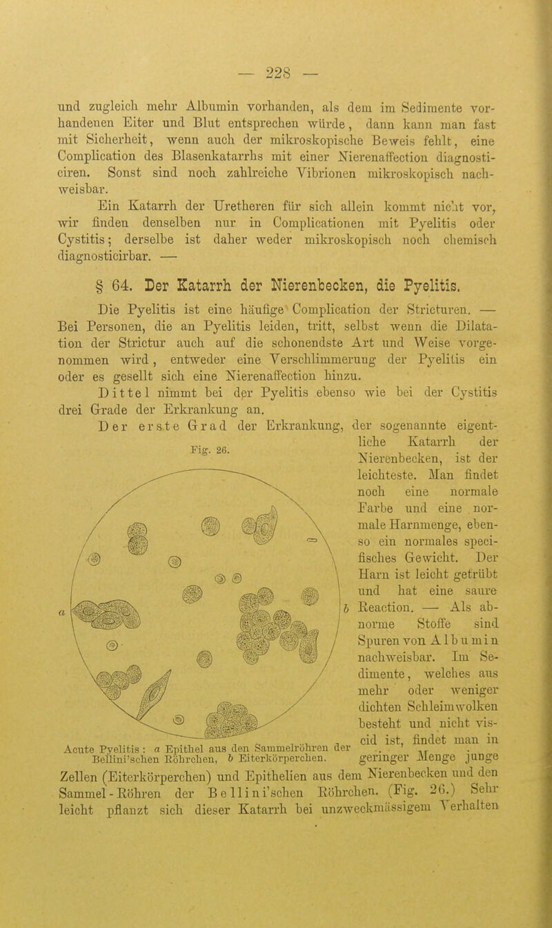 und zugleicli mehr Albumin vorhanden, als dem im Sedimente vor- handenen Eiter und Blut entsprechen würde, dann kann man fast mit Sicherheit, wenn auch der mikroskopische Beweis fehlt, eine Complication des Blasenkatarrhs mit einer Xierenaffection diagnosti- ciren. Sonst sind noch zahlreiche Vibrionen mikroskopisch nach- weisbar. Ein Katarrh der Uretheren für sich allein kommt nicht vor, wir finden denselben nur in Complicationen mit Pyelitis oder Cystitis; derselbe ist daher weder mikroskopisch noch chemisch diagnosticirbar. — § 64. Der Katarrh der Nierenbecken, die Pyelitis. Die Pyelitis ist eine häufige Complication der Stricturen. — Bei Personen, die an Pyelitis leiden, tritt, selbst wenn die Dilata- tion der Strictur auch auf die schonendste Art und Weise vorge- nommen wird, entweder eine Verschlimmerung der Pyelitis ein oder es gesellt sich eine Nierenaffection hinzu, Dittel nimmt bei der Pyelitis ebenso wie bei der Cystitis drei Grade der Erkrankung an. Der erste Grad der Erkrankung, der sogenannte eigent- „. liehe Katarrh der Flg. 26. -VT- 1 , • -■ JSierenDecken, ist der leichteste. Man findet noch eine normale Farbe und eine nor- male Harnmenge, eben- so ein normales speci- fisches Gewicht, Der Harn ist leicht getrübt und hat eine saure ßeaction. — Als ab- norme Stoffe sind Spuren von Albumin nachweisbar. Im Se- dimente, welches aiis mehr oder weniger dichten Schleimwolken besteht und nicht vis- cid ist, findet man in geringer Menge junge Zellen (Eitcrkörperchen) und Epithelien aus dem Nierenbecken und den Sammel - Köhren der B e llini'schen Eöhrchen, (Fig. 26.) Sein- leicht pflanzt sich dieser Katarrh bei unzweckmässigem Verhalten Acute Pyelitis : a Epithel aus den Sammelrötiren der BeÜini'schen Eölirclieii, & Eiterkörperchen.