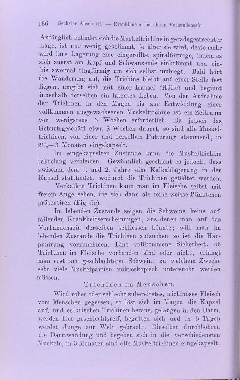 Anfänglich befindet sich die Muskeltrichine in geradegestreckter Lage, ist nur wenig gekrümmt, je älter sie wird, desto mehr wird ihre Lagerung eine eingerollte, spiralförmige, indem es sich zuerst am Kopf und Schwanzende einkrümmt und ein- bis zweimal ringförmig um sich selbst umbiegt. Bald hört die Wanderung auf, die Trichine bleibt auf einer Stelle fest liegen, umgibt sich mit einer Kapsel (Hülle) und beginnt innerhalb derselben ein latentes Leben. Von der Aufnahme der Trichinen in den Magen bis zur Entwicklung einer vollkommen ausgewachsenen Muskeltrichine ist ein Zeitraum von wenigstens 3 Wochen erforderlich. Da jedoch das Geburtsgeschäft etwa 8 Wochen dauert, so sind alle Muskel- trichinen, von einer und derselben Fütterung stammend, in 21/2—3 Monaten eingekapselt. Im eingekapselten Zustande kann die Muskeltrichine jahrelang verbleiben. Gewöhnlich geschieht es jedoch, dass zwischen dem 1. und 2. Jahre eine Kalkablagerung in der Kapsel stattfindet, wodurch die Trichinen getödtet werden. Verkalkte Trichinen kann man im Fleische selbst mit freiem Auge sehen, die sich dann als feine weisse Pünktchen präsentiren (Fig. 5a). Im lebenden Zustande zeigen die Schweine keine auf- fallenden Krankheitserscheinungen, aus denen man auf das Vorhandensein derselben schliessen könnte; will man im lebenden Zustande die Trichinen aufsuchen, so ist die Har- punirung vorzunehmen. Eine vollkommene Sicherheit, ob Trichinen im Fleische vorhanden sind oder nicht, erlangt man erst am geschlachteten Schwein, zu welchem Zwecke sehr viele Muskelpartien mikroskopisch untersucht werden müssen. Trichinen im Menschen. Wird rohes oder schlecht zubereitetes, trichinöses Fleisch vom Menschen gegessen, so löst sich im Magen die Kapsel auf, und es kriechen Trichinen heraus, gelangen in den Darm, werden hier geschlechtsreif, begatten sich und in 5 Tagen werden Junge zur Welt gebracht. Dieselben durchbohren die Darmwandung und begeben sich in die verschiedensten Muskeln, in 3 Monaten sind alle Muskeltrichinen eingekapselt.