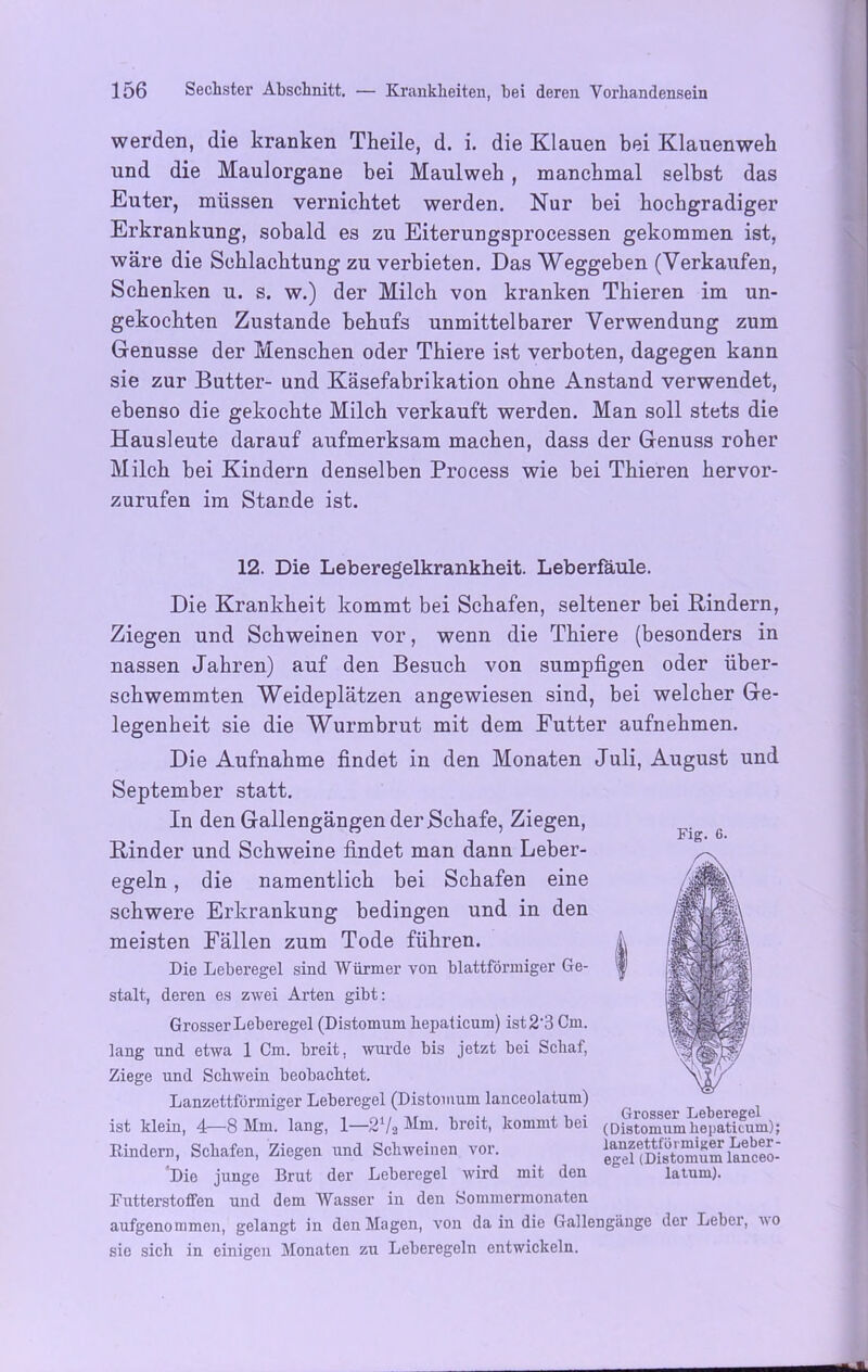 werden, die kranken Theile, d. i. die Klauen bei Klauenweh und die Maulorgane bei Maulweb , manchmal selbst das Euter, müssen vernichtet werden. Nur bei hochgradiger Erkrankung, sobald es zu Eiterungsprocessen gekommen ist, wäre die Schlachtung zu verbieten. Das Weggeben (Verkaufen, Schenken u. s. w.) der Milch von kranken Thieren im un- gekochten Zustande behufs unmittelbarer Verwendung zum Genüsse der Menschen oder Thiere ist verboten, dagegen kann sie zur Butter- und Käsefabrikation ohne Anstand verwendet, ebenso die gekochte Milch verkauft werden. Man soll stets die Hausleute darauf aufmerksam machen, dass der Genuss roher Milch bei Kindern denselben Process wie bei Thieren hervor- zurufen im Stande ist. Fig. G. 12. Die Leberegelkrankheit. Leberfäule. Die Krankheit kommt bei Schafen, seltener bei Rindern, Ziegen und Schweinen vor, wenn die Thiere (besonders in nassen Jahren) auf den Besuch von sumpfigen oder über- schwemmten Weideplätzen angewiesen sind, bei welcher Ge- legenheit sie die Wurmbrut mit dem Futter aufnehmen. Die Aufnahme findet in den Monaten Juli, August und September statt. In den Gallengängen der Schafe, Ziegen, Rinder und Schweine findet man dann Leber- egeln , die namentlich bei Schafen eine schwere Erkrankung bedingen und in den meisten Fällen zum Tode führen. k Die Leberegel sind Würmer von blattförmiger Ge- stalt, deren es zwei Arten gibt: Grosser Leberegel (Distomum hepaticum) ist 2*3 Cm. lang und etwa 1 Cm. breit, wurde bis jetzt bei Schaf, Ziege und Schwein beobachtet. Lanzettförmiger Leberegel (Distomum lanceolatum) ist klein, 4—8 Mm. lang, 1—2 /2 Mm. breit, kommt bei (Distomum hepaticum); Rindern, Schafen, Ziegen und Schweinen vor. ig“HDiSomum lanSo- Die junge Brut der Leberegel wird mit den latum). Futterstoffen und dem Wasser in den Sommermonaten aufgenommen, gelangt in den Magen, von da in die Gailengänge der Leber, vo sie sich in einigen Monaten zu Leberegeln entwickeln.