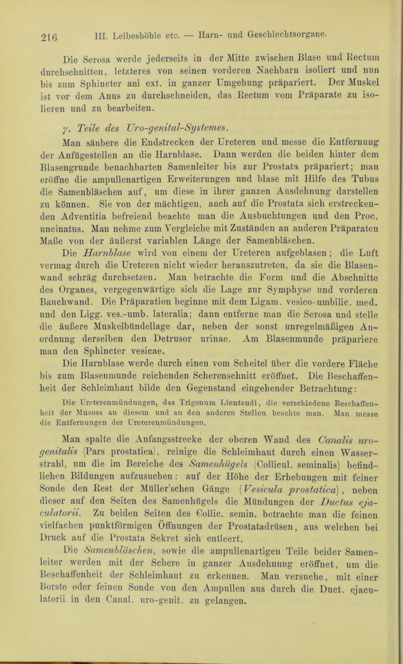 Die Serosa werde jederseits in der Mitte zwischen Blase und Rectum durchschnitten, letzteres von seinen vorderen Nachbarn isoliert und nun bis zum Sphincter ani ext. in ganzer Umgebung präpariert. Der Muskel ist vor dem Anus zu durchschneiden, das Rectum vom Präparate zu iso- lieren und zu bearbeiten. y. Teile des TJro-genitdl-Systemes. Man säubere die Endstrecken der Ureteren und messe die Entfernung der Anfügestellen an die Harnblase. Dann werden die beiden hinter dem Blasengrunde benachbarten Samenleiter bis zur Prostata präpariert; man eröffne die ampullenartigen Erweiterungen und blase mit Hilfe des Tubus die Samenbläschen auf, um diese in ihrer ganzen Ausdehnung darstellen zu können. Sie von der mächtigen, auch auf die Prostata sich erstrecken- den Adventitia befreiend beachte man die Ausbuchtungen und den Proc. uncinatus. Man nehme zum Vergleiche mit Zuständen an anderen Präparaten Maße von der äußerst variablen Länge der Samenbläschen. Die Harnblase wird von einem der Ureteren aufgeblasen; die Luft vermag durch die Ureteren nicht wieder herauszutreten, da sie die Blasen- wand schräg durchsetzen. Man betrachte die Form und die Abschnitte des Organes, vergegenwärtige sich die Lage zur Symphyse und vorderen Bauchwand. Die Präparation beginne mit dem Ligam. vesico-umbilic. med. und den Ligg. ves.-umb. lateralia; dann entferne man die Serosa und stelle die äußere Muskelbündellage dar, neben der sonst unregelmäßigen An- ordnung derselben den Detrusor urinae. Am Blasenmunde präpariere man den Sphincter vesicae. Die Harnblase werde durch einen vom Scheitel über die vordere Fläche bis zum Blasenmunde reichenden Scherenschnitt eröffnet. Die Beschaffen- heit der Schleimhaut bilde den Gegenstand eingehender Betrachtung: Die Ureterenmündungen, das Trigonum Lieutaudi, die verschiedene Beschaffen- heit der Mucosa an diesem und an den anderen Stellen beachte man. Man messe die Entfernungen der Uretereumündungen. Man spalte die Anfaugsstrecke der oberen Wand des Canalis uro- genitalis (Pars prostatica), reinige die Schleimhaut durch einen Wasser- strahl, um die im Bereiche des Samenlülgels (Collicul. seminalis) befind- lichen Bildungen aufzusuchen : auf der Höhe der Erhebungen mit feiner Sonde den Rest der Müller’schen Gänge (Vesicula prostatica), neben dieser auf den Seiten des Samenhügels die Mündungen der Ductus eja- culatorii. Zu beiden Seiten des Gollic. semin. betrachte man die feinen vielfachen punktförmigen Öffnungen der Prostatadrüsen, aus welchen bei Druck auf die Prostata Sekret sich entleert. Die Samenbläschen, sowie die ampullenartigen Teile beider Samen- leiter werden mit der Schere in ganzer Ausdehnung eröffnet, um die Beschaffenheit der Schleimhaut zu erkennen. Man versuche, mit einer Borste oder feinen Sonde von den Ampullen aus durch die Duct. ejacu- latorii in den Canal, uro-genit. zu gelangen.