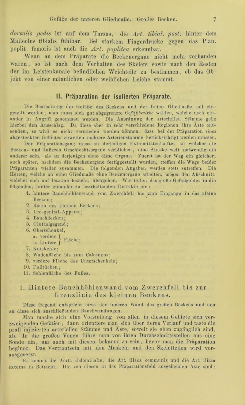 dorsalis pedis ist auf dem Tarsus, die Art. tibial. post, hinter dem Malleolus tibialis fühlbar. Bei starkem Fingerdrucke gegen das Plan, poplit. femoris ist auch die Art. poplitea erkennbar. Wenn an dem Präparate die Beckenorgane nicht mehr vorhanden waren, so ist nach dem Verhalten des Skelets sowie nach den Resten der im Leistenkanale befindlichen Weichteile zu bestimmen, ob das Ob- jekt von einer männlichen oder weiblichen Leiche stammt. II. Präparation der isolierten Präparate. Die Bearbeitung der Gefäße des Beckens und der freien Gliedmaße soll ein- geteilt werden; man muss sich gut abgegrenzte Gefäßbezirke wählen, welche nach ein- ander in Angriff genommen werden. Die Anordnung der arteriellen Stämme gebe hierbei den Ausschlag. Da diese aber in sehr verschiedene Regionen ihre Äste ent- senden, so wird es nicht vermieden werden können, dass bei der Präparation eines abgesteckten Gebietes zuweilen mehrere Arterienstämme berücksichtigt werden müssen. Der Präparationsgang muss an derjenigen Extremitätenhälfte, an welcher die Becken- und äußeren Geschlechtsorgane verblieben, eine Strecke weit notwendig ein anderer sein, als an derjenigen ohne diese Organe. Zuerst ist der Weg ein gleicher; auch später, nachdem die Beckenorgane fertiggestellt wurden, treffen die Wege beider Präparanten wieder zusammen. Die folgenden Angaben werden stets zutreffen. Die Herren, welche an einer Gliedmaße ohne Beckenorgane arbeiten, mögen den Abschnitt, welcher sich auf letztere bezieht, übergehen. Wir teilen das große Gefäßgebiet in die folgenden, hinter einander zu bearbeitenden Distrikte ein: 1. hintere Bauchhöhlenwand vom Zwerchfell bis zum Eingänge in das kleine Becken; 2. Raum des kleinen Beckens; 3. Uro-genital-Apparat; 4. Bauchdecken; 5. Glutäalgegend; 6. Oberschenkel, a. vordere 1 , b. hintere J IC 7. Kniekehle; 8. Wadenfläche bis zum Calcaneus; 9. vordere Fläche des Unterschenkels; 10. Fußrücken; 11. Sohlenfläche des Fußes. 1. Hintere Bauchköhlenwand vom Zwerchfell bis zur Grenzlinie des kleinen Beckens. Diese Gegend entspricht etwa der inneren Wand des großen Beckens und den an diese sich anschließenden Bauchwandungen. Man mache sicli eine Vorstellung von allen in diesem Gebiete sich ver- zweigenden Gefäßen; dann orientiere man sich über deren Verlauf und taste die prall injizierten arteriellen Stämme und Aste, soweit sie eben zugänglich sind, ab. In die großen Venen führe man von ihren Durchschnittsstellen aus eine Sonde ein, um auch mit diesen bekannt zu sein, bevor man die Präparation beginnt. Das Vertrautsein mit den Muskeln und den Skeletteilen wird vor- ausgesetzt. Es kommt die Aorta abdominalis, die Art. iliaca communis und die Art, iliaca externa in Betracht. Die von diesen in das Präparationsfeld ausgehenden Aste sind:
