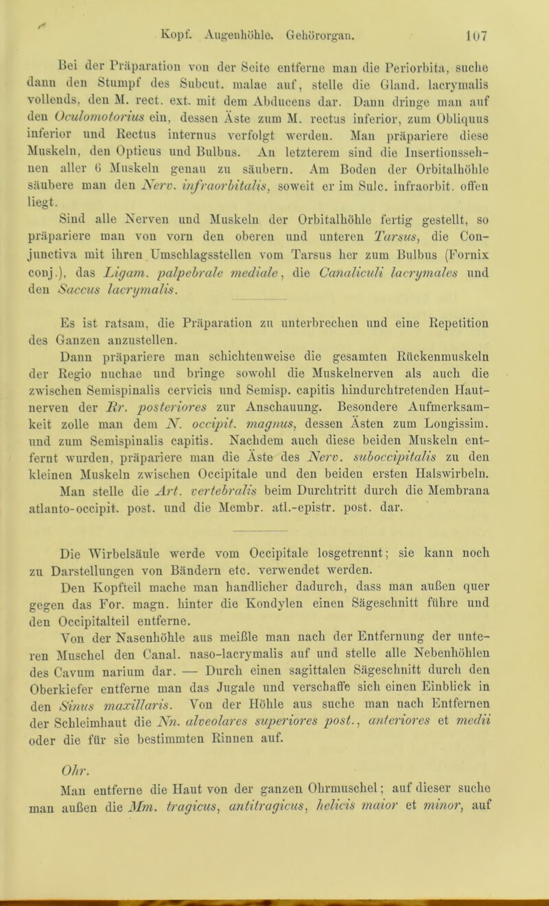 Bei der Präparation von der Seite entferne man die Periorbita, suche dann den Stumpf des Subcut. malae auf, stelle die Gland. lacrymalis vollends, den M. rect. ext. mit dem Abduceus dar. Dann dringe man auf den Oculomotorius ein, dessen Äste zum M. rectus inferior, zum Obliquus inferior und Rectus internus verfolgt werden. Man präpariere diese Muskeln, den Opticus und Bulbus. An letzterem sind die Insertionsseh- nen aller G Muskeln genau zu säubern. Am Boden der Orbitalhöhle säubere man den Nerv. infraorbitalis, soweit er im Sulc. iufraorbit. offen liegt. Sind alle Nerven und Muskeln der Orbitalhöhle fertig gestellt, so präpariere man von vorn den oberen und unteren Tarsus, die Con- junctiva mit ihren Umschlagsstellen vom Tarsus her zum Bulbus (Fornix conj.), das Ligam. palpebrale mediale, die Canaliculi lacrymales und den Saccus lacrymalis. Es ist ratsam, die Präparation zu unterbrechen und eine Repetition des Ganzen anzustellen. Dann präpariere mau schichtenweise die gesamten Rückenmuskeln der Regio nuchae und bringe sowohl die Muskelnerven als auch die zwischen Semispinalis cervicis und Semisp. capitis hindurchtretenden Haut- nerven der Hr. posteriores zur Anschauung. Besondere Aufmerksam- keit zolle man dem N. occipit. magnus, dessen Ästen zum Longissim. und zum Semispinalis capitis. Nachdem auch diese beiden Muskeln ent- fernt wurden, präpariere man die Äste des Nerv, suboccipitalis zu den kleinen Muskeln zwischen Occipitale und den beiden ersten Halswirbeln. Man stelle die Art. vertebralis beim Durchtritt durch die Membrana atlanto-occipit. post, und die Membr. atl.-epistr. post. dar. Die Wirbelsäule werde vom Occipitale losgetrennt; sie kann noch zu Darstellungen von Bändern etc. verwendet werden. Den Kopfteil mache man handlicher dadurch, dass man außen quer gegen das For. magn. hinter die Kondylen einen Sägeschnitt führe und den Occipitalteil entferne. Von der Nasenhöhle aus meißle man nach der Entfernung der unte- ren Muschel den Canal, naso-lacrymalis auf und stelle alle Nebenhöhlen des Cavum narium dar. — Durch einen sagittalen Sägeschnitt durch den Oberkiefer entferne man das Jugale und verschaffe sich einen Einblick in den Sinus maxillaris. Von der Höhle aus suche man uacli Entfernen der Schleimhaut die Nn. alveolares superiores post., anteriores et medii oder die für sie bestimmten Rinnen auf. Ohr. Man entferne die Haut von der ganzen Ohrmuschel; auf dieser suche man außen die Mm. tragicus, antitragicus. helicis maior et minor, auf