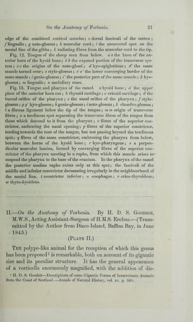 edge of the combined cortical muscles; e dorsal fasciculi of the cortex; /lingualis; g noto-glossus; h muscular cord; / the uncovered spot on the mesial line of the gibba ; k radiating fibres from the muscular cord to the tip. Fig. 12. Tongue of the sheep seen from below, a a the knee of the an- terior horn of the hyoid bone; b b the exposed portion of the transverse sys- tem ; c c the origins of the noto-glossi; d hyo-epiglotticus ; d' the same muscle turned over; e stylo-glossus ; e' e' the lower converging border of the same muscle; / genio-glossus; /' the posterior part of the same muscle; Jc hyo- glossus ; m lingualis; n medullary mass. Fig. 13. Tongue and pharynx of the camel, a hyoid bone ; a the upper piece of the anterior horn cut; b thyroid cartilage ; c cricoid cartilage ; d the buccal orifice of the pharynx ; e the nasal orifice of the pharynx; f stylo- glossus ; g g' liyo-glossus; h genio-glossus; / noto-glossus ; k chondro-glossus ; l a fibrous ligament below the tip of the tongue; in m origin of transverse fibres ; n a tendinous spot separating the transverse fibres of the tongue from those which descend to it from the pharynx ; o fibres of the superior con- strictor, embracing the nasal opening; p fibres of the superior constrictor, tending towards the root of the tongue, but not passing beyond the tendinous spot; ^fibres of the same constrictor, embracing the pharynx from below, between the horns of the hyoid bone; r hyo-pharyngeus; s a perpen- dicular muscular lamina, formed by converging fibres of the superior con- strictor of the pharynx meeting in a raphe, from which this muscle arises to suspend the pharynx to the base of the cranium. In the pharynx of the camel the posterior median raphe exists only at this spot; the fasciculi of the middle and inferior constrictor decussating irregularly in the neighbourhood of the mesial line, t constrictor inferior; u (esophagus ; v crico-thyroideus; w thyro-hyoideus. II.—On the Anatomy of Forbesia. By H. D. S. Goodsie, M.W.S., Acting Assistant-Surgeon of H.M.S. Erebus.—(Trans- mitted by the Author from Disco Island, Bafiins Bay, in June 1845.) (Plate II.) The polype-like animal for the reception of which this genus has been proposed1 is remarkable, both on account of its gigantic size and its peculiar structure. It has the general appearance of a vorticella enormously magnified, with the addition of dis- 1 H. D. S. Goodsir—Descriptions of some Gigantic Forms of Invertebrate Animals from the Coast of Scotland.—Annals of Natural History, vol. xv. p. 380.