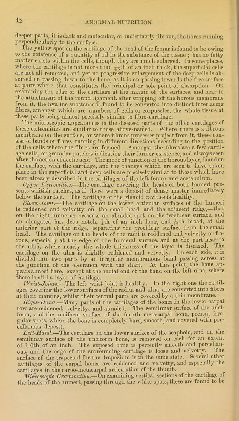 deeper parts, it is dark and molecular, or indistinctly fibrous, the fibres running perpendicularly to the surface. The yellow spot on the cartilage of the head of the femur is found to be owing to the existence of a quantity of oil in the substance of the tissue ; but no fatty matter exists within the cells, though they are much enlarged. In some places, where the cartilage is not more than ^th of an inch thick, the superficial cells are not all removed, and yet no progressive enlargement of the deep cells is ob- served on passing down to the bone, as it is on passing towards the free surface at parts where that constitutes the principal or sole point of absorption. On examining the edge of the cartilage at the margin of the surfaces, and near to the attachment of the round ligament, after stripping off the fibrous membrane from it, the hyaline substance is found to be converted into distinct interlacing fibres, amongst which are numbers of cells or corpuscles, the whole tissue at these parts being almost precisely similar to fibro-cartilage. The microscopic appearances in the diseased parts of the other cartilages of these extremities are similar to those above-named. Where there is a fibrous membrane on the surface, or where fibrous processes project from it, these con- sist of bands or fibres running in different directions according to the position of the cells where the fibres are formed. Amongst the fibres are a few cartil- age cells, or granular patches indicating their former existence, and always seen after the action of acetic acid. The mode of junction of the fibrous layer, found on the surface, with the cartilage, and the changes which are seen to have taken place in the superficial and deep cells are precisely similar to those which have been already described in the cartilages of the left femur and acetabulum. Upper Extremities.—The cartilage covering the heads of both humeri pre- sents whitish patches, as if there were a deposit of dense matter immediately below the surface. The cartilage of the glenoid cavities is healthy. Elbow-Joint.—The cartilage on the lower articular surfaces of the humeri is reddened and velvetty on the small head and the adjacent ridge,—that on the right humerus presents an abraded spot on the trochlear surface, and an elongated but deep notch, -jTh of an inch long, and ygth broad, at the anterior part of the ridge, separating the trochlear surface from the small head. The cartilage on the heads of the radii is reddened and velvetty or fib- rous, especially at the edge of the humeral surface, and at the part near to the ulna, where nearly the whole thickness of the layer is diseased. The cartilage on the ulna is slightly reddened and velvetty. On each side, it is divided into two parts by an irregular membranous band passing across at the junction of the olecranon with the shaft. At this point, the bone ap- pears almost bare, except at the radial end of the band on the left ulna, where there is still a layer of cartilage. Wrist-Joints.—The left wrist-joint is healthy. In the right one the cartil- ages covering the lower surfaces of the radius and ulna, are converted into fibres at their margins, whilst their central parts are covered by a thin membrane. Right-Hand.—Many parts of the cartilages of the bones in the lower carpal row are reddened, velvetty, and abraded. The semilunar surface of the unci- form, and the unciform surface of the fourth metacarpal bone, present irre- gular spots, where the bone is completely bare, smooth, and covered with por- cellanous deposit. Left-Hand.—The cartilage on the lower surface of the scaphoid, and on the semilunar surface of the unciform bone, is removed on each for an extent of 1-Gth of an inch. The exposed bone is perfectly smooth and porcellan- ous, and the edge of the surrounding cartilage is loose and velvetty. The surface of the trapezoid for the trapezium is in the same state. Several other cartilages of the carpal bones are reddened and velvetty, and especially the cartilages in the carpo-metacarpal articulation of the thumb. Microscopic Examination.—On examining vertical sections of the cartilage of the heads of the humeri, passing through the white spots, these are found to be