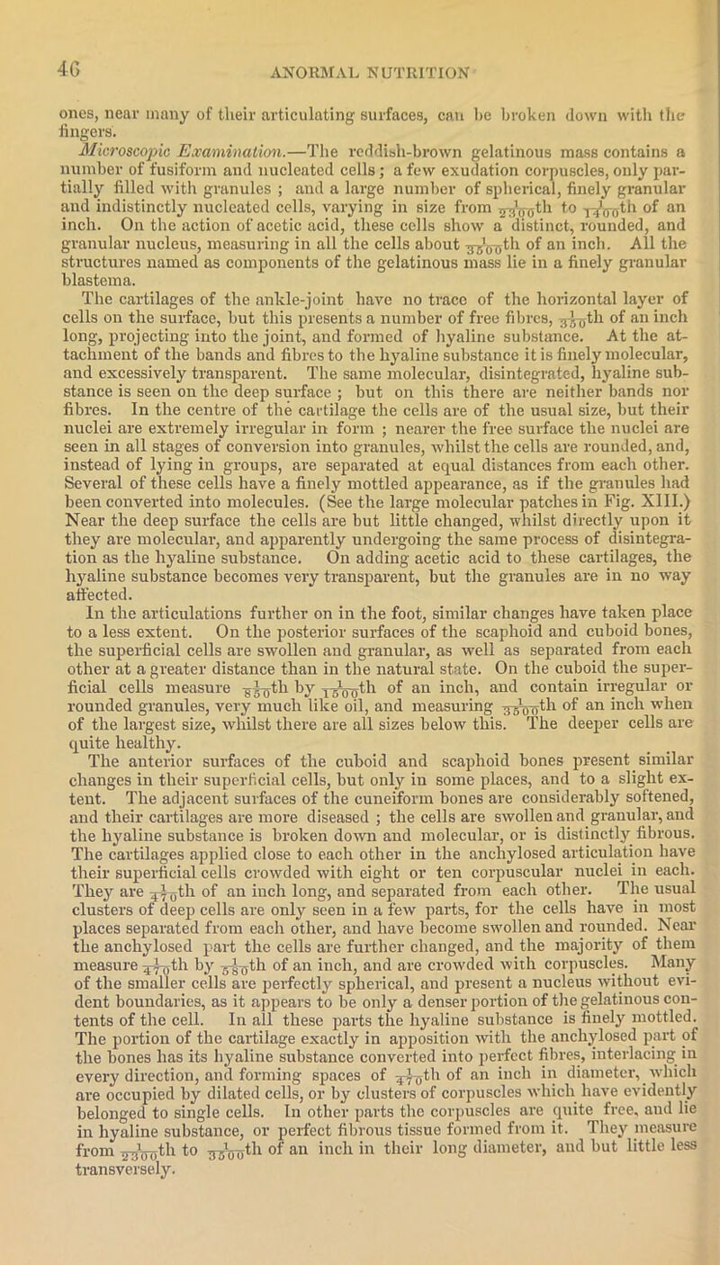 ones, near many of their articulating surfaces, can be broken down with the lingers. Microscopic Examination.—The reddish-brown gelatinous mass contains a number of fusiform and nucleated cells; a few exudation corpuscles, only par- tially filled with granules ; and a large number of spherical, finely granular and indistinctly nucleated cells, varying in size from ^g^th to -p^th of an inch. On the action of acetic acid, these cells show a distinct, rounded, and granular nucleus, measuring in all the cells about ^tyjth of an inch. All the structures named as components of the gelatinous mass lie in a finely granular blastema. The cartilages of the ankle-joint have no trace of the horizontal layer of cells on the surface, but this presents a number of free fibres, :7T0th of an inch long, projecting into the joint, and formed of hyaline substance. At the at- tachment of the bands and fibres to the hyaline substance it is finely molecular, and excessively transparent. The same molecular, disintegrated, hyaline sub- stance is seen on the deep surface ; but on this there are neither bands nor fibres. In the centre of the cartilage the cells are of the usual size, but their nuclei are extremely irregular in form ; nearer the free surface the nuclei are seen in all stages of conversion into granules, whilst the cells are rounded, and, instead of tying in groups, are separated at equal distances from each other. Several of these cells have a finely mottled appearance, as if the granules had been converted into molecules. (See the large molecular patches in Fig. XIII.) Near the deep surface the cells are but little changed, whilst directly upon it they are molecular, and apparently undergoing the same process of disintegra- tion as the hyaline substance. On adding acetic acid to these cartilages, the hyaline substance becomes very transparent, but the granules are in no way affected. In the articulations further on in the foot, similar changes have taken place to a less extent. On the posterior surfaces of the scaphoid and cuboid bones, the superficial cells are swollen and granular, as well as separated from each other at a greater distance than in the natural state. On the cuboid the super- ficial cells measure -gi-0th by -r5ty0-th of an inch, and contain irregular or rounded granules, very much like oil, and measuring ^-gty^th °f an >neh when of the largest size, whilst there are all sizes below this. The deeper cells are quite healthy. The anterior surfaces of the cuboid and scaphoid bones present similar changes in their superficial cells, but only in some places, and to a slight ex- tent. The adjacent surfaces of the cuneiform bones are considerably softened, and their cartilages are more diseased ; the cells are swollen and granular, and the hyaline substance is broken down and molecular, or is distinctly fibrous. The cartilages applied close to each other in the anchylosed articulation have their superficial cells crowded with eight or ten corpuscular nuclei in each. They are -ty0th of an inch long, and separated from each other. The usual clusters of deep cells are only seen in a few parts, for the cells have in most places separated from each other, and have become swollen and rounded. Near the anchylosed part the cells are further changed, and the majority of them measure ^tyth by 7)-ty,tli of an inch, and are crowded with corpuscles. Many of the smaller cells are perfectly spherical, and present a nucleus without evi- dent boundaries, as it appears to be only a denser portion of the gelatinous con- tents of the cell. In all these parts the hyaline substance is finely mottled. The portion of the cartilage exactly in apposition with the anchylosed part of the bones has its hyaline substance converted into perfect fibres, interlacing iu every direction, and forming spaces of yptyth of an inch in diameter, which are occupied by dilated cells, or by clusters of corpuscles which have evidently belonged to single cells. In other parts the corpuscles are quite free, aud lie in hyaline substance, or perfect fibrous tissue formed from it. They measure from ^Voth to ^gtyjth of an inch in their long diameter, and but little less transversely.