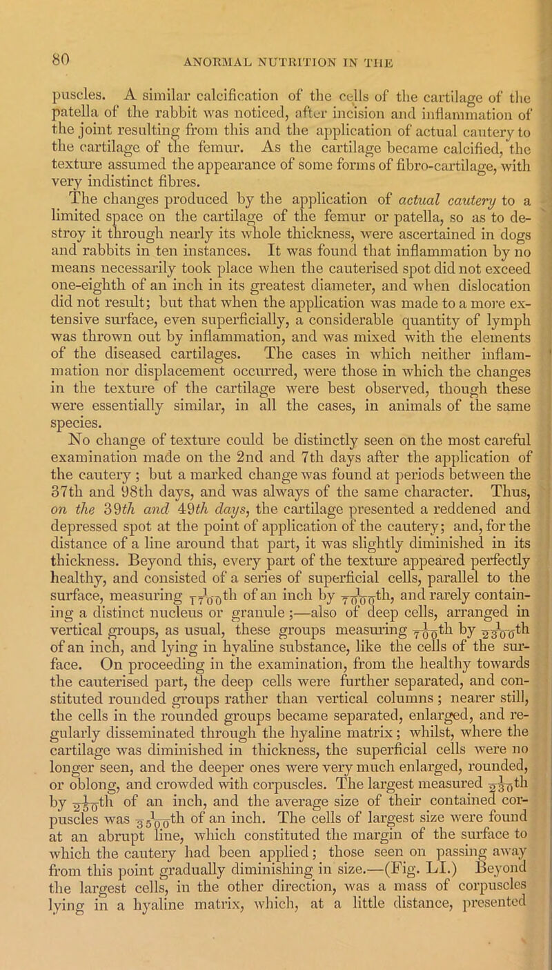 puscles. A similar calcification of the cells of the cartilage of the patella of the rabbit was noticed, after incision and inflammation of the joint resulting from this and the application of actual cautery to the cartilage of the femur. As the cartilage became calcified, the texture assumed the appearance of some forms of fibro-cartilage, with very indistinct fibres. The changes produced by the application of actual cautery to a limited space on the cartilage of the femur or patella, so as to de- stroy it through nearly its whole thickness, were ascertained in dogs and rabbits in ten instances. It was found that inflammation by no means necessarily took place when the cauterised spot did not exceed one-eightli of an inch in its greatest diameter, and when dislocation did not result; but that when the application was made to a more ex- tensive surface, even superficially, a considerable quantity of lymph was thrown out by inflammation, and was mixed with the elements of the diseased cartilages. The cases in which neither inflam- mation nor displacement occurred, were those in which the changes in the texture of the cartilage were best observed, though these were essentially similar, in all the cases, in animals of the same species. No change of texture could be distinctly seen on the most careful examination made on the 2nd and 7th days after the application of the cautery ; but a marked change was found at periods between the 37th and 98th days, and was always of the same character. Thus, on the 39th and 49iA days, the cartilage presented a reddened and depressed spot at the point of application of the cautery; and, for the distance of a line around that part, it was slightly diminished in its thickness. Beyond this, every part of the texture appeared perfectly healthy, and consisted of a series of superficial cells, parallel to the surface, measuring j^^th of an inch by y oVo^b and rarely contain- ing a distinct nucleus or granule;—also of deep cells, arranged in v vertical groups, as usual, these groups measuring y^tli by g^yth of an inch, and lying in hyaline substance, like the cells of the sur- face. On proceeding in the examination, from the healthy towards the cauterised part, the deep cells were further separated, and con- stituted rounded groups rather than vertical columns; nearer still, the cells in the rounded groups became separated, enlarged, and re- gularly disseminated through the hyaline matrix; whilst, where the cartilage -was diminished in thickness, the superficial cells were no longer seen, and the deeper ones were very much enlarged, rounded, or oblong, and crowded with corpuscles. The largest measured y^oth by 250th of an inch, and the average size of their contained cor- puscles was g5\r(Tth of an inch. The cells of largest size were found at an abrupt line, which constituted the margin of the surface to which the cautery had been applied; those seen on passing away from this point gradually diminishing in size.—(Fig. LI.) Beyond the largest cells, in the other direction, was a mass of corpuscles lying in a hyaline matrix, which, at a little distance, presented