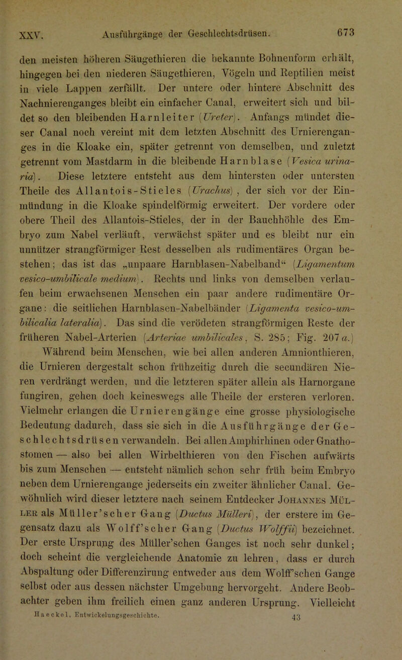 den meisten höheren Säugethieren die bekannte Bohnenform erhält, hingegen bei den niederen Säugethieren, Vögeln und Reptilien meist in viele Lappen zerfällt. Der untere oder hintere Abschnitt des Nachnierenganges bleibt ein einfacher Canal, erweitert sich und bil- det so den bleibenden Harnleiter [Ureter). Anfangs mündet die- ser Canal noch vereint mit dem letzten Abschnitt des Urnierengan- ges in die Kloake ein, später getrennt von demselben, und zuletzt getrennt vom Mastdarm in die bleibende Harnblase (Vesica urina- rid) . Diese letztere entsteht aus dem hintersten oder untersten Theile des Allantois-Stieles (Urachus) , der sich vor der Ein- mündung in die Kloake spindelförmig erweitert. Der vordere oder obere Theil des Allantois-Stieles, der in der Bauchhöhle des Em- bryo zum Nabel verläuft, verwächst später und es bleibt nur ein unnützer strangförmiger Rest desselben als rudimentäres Organ be- stehen; das ist das „unpaare Harnblasen-Nabelband“ [Ligamentum vesico-umbilicale medium'. Rechts und links von demselben verlau- fen beim erwachsenen Menschen ein paar andere rudimentäre Or- gane : die seitlichen Harnblasen-Nabelbänder [Ligamenta vesico-um- bilicalia lateralia). Das sind die verödeten strangförmigen Reste der früheren Nabel-Arterien [Arteriae umbilicales, S. 285; Fig. 207«.) Während beim Menschen, wie bei allen anderen Amnionthieren, die Urnieren dergestalt schon frühzeitig durch die secundären Nie- ren verdrängt werden, und die letzteren später allein als Harnorgane fungiren, gehen doch keineswegs alle Theile der ersteren verloren. Vielmehr erlangen die Urnierengänge eine grosse physiologische Bedeutung dadurch, dass sie sich in die Ausführgänge der Ge- schlechtsdrüsen verwandeln. Bei allen Amphirhinen oder Gnatlio- stomen — also bei allen Wirbelthieren von den Fischen aufwärts bis zum Menschen — entsteht nämlich schon sehr früh beim Embryo neben dem Urnierengange jederseits ein zweiter ähnlicher Canal. Ge- wöhnlich wird dieser letztere nach seinem Entdecker Johannes Mül- ler als Müller’s eher Gang [Ductus Müller i), der erstere im Ge- gensatz dazu als Wolf f’s eher Gang [Ductus Wolffii) bezeichnet. Der erste Ursprung des Mliller’schen Ganges ist noch sehr dunkel; doch scheint die vergleichende Anatomie zu lehren, dass er durch Abspaltung oder Differenzirung entweder aus dem Wolff’schen Gange selbst oder aus dessen nächster Umgebung hervorgeht. Andere Beob- achter geben ihm freilich einen ganz anderen Ursprung. Vielleicht Haeekel, Entwickelungsgescliichte. 43