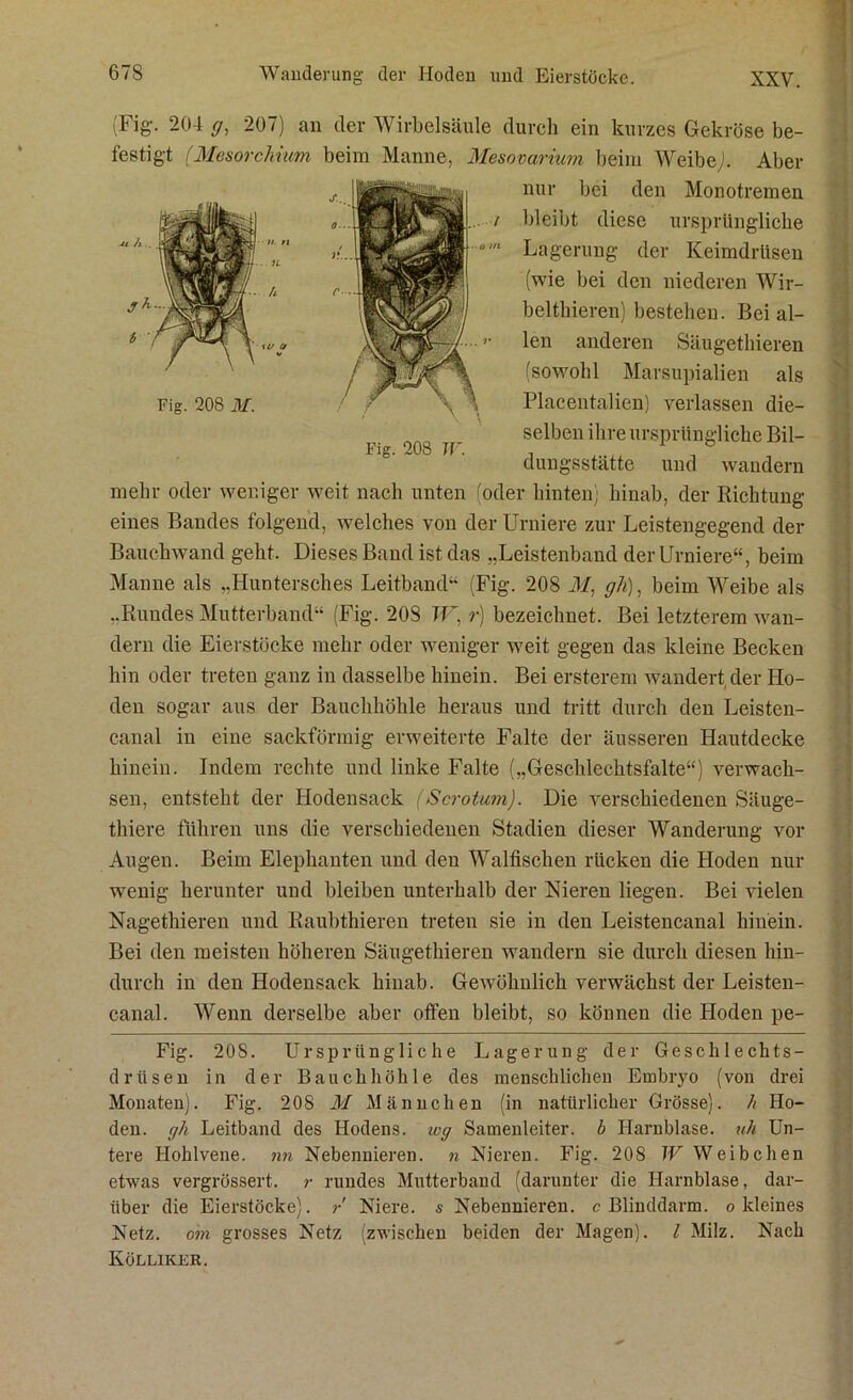 (Fi8'- 204 ff, 207) an der Wirbelsäule durch ein kurzes Gekröse be- festigt (Mesorchium beim Manne, Mesovarium beim Weibe,». Aber nur bei den Monotremen bleibt diese ursprüngliche Lagerung der Keimdrüsen (wie bei den niederen Wir- belthieren) bestehen. Bei al- len anderen Säugethieren (sowohl Marsupialien als Placentalien) verlassen die- selben ihre ursprüngliche Bil- dungsstätte und wandern mehr oder weniger weit nach unten (oder hinten; hinab, der Richtung eines Bandes folgend, welches von derUrniere zur Leistengegend der Bauchwand geht. Dieses Band ist das „Leistenband der Urniere“, beim Manne als „Huntersches Leitband“ (Fig. 208 M, gli), beim Weibe als „Rundes Mutterband“ (Fig. 208 W, r) bezeichnet. Bei letzterem wan- dern die Eierstöcke mehr oder weniger weit gegen das kleine Becken hin oder treten ganz in dasselbe hinein. Bei ersterem wandert der Ho- den sogar aus der Bauchhöhle heraus und tritt durch den Leisten- canal in eine sackförmig erweiterte Falte der äusseren Hautdecke hinein. Indem rechte und linke Falte („Geschlechtsfalte“) verwach- sen, entsteht der Hodensack (Scrotum). Die verschiedenen Säuge- thiere führen uns die verschiedenen Stadien dieser Wanderung vor Augen. Beim Elephanten und den Walfischen rücken die Hoden nur wenig herunter und bleiben unterhalb der Nieren liegen. Bei vielen Nagethieren und Raubthieren treten sie in den Leistencanal hinein. Bei den meisten höheren Säugethieren wandern sie durch diesen hin- durch in den Hodensack hinab. Gewöhnlich verwächst der Leisten- canal. Wenn derselbe aber offen bleibt, so können die Hoden pe- Fig. 20S. Ursprüngliche Lagerung der Geschlechts- drüsen in der Bauchhöhle des menschlichen Embryo (von drei Monaten). Fig. 208 M Männchen (in natürlicher Grösse). h Ho- den. gh Leitband des Hodens. iug Samenleiter, b Plarnblase. uh Un- tere Hohlvene, nn Nebennieren, n Nieren. Fig. 208 W Weibchen etwas vergrössert. r rundes Mutterband (darunter die Harnblase, dar- über die Eierstöcke), r Niere, s Nebennieren, c Blinddarm, o kleines Netz, o'm grosses Netz (zwischen beiden der Magen). I Milz. Nach Kölliker. Fig. 208 M.
