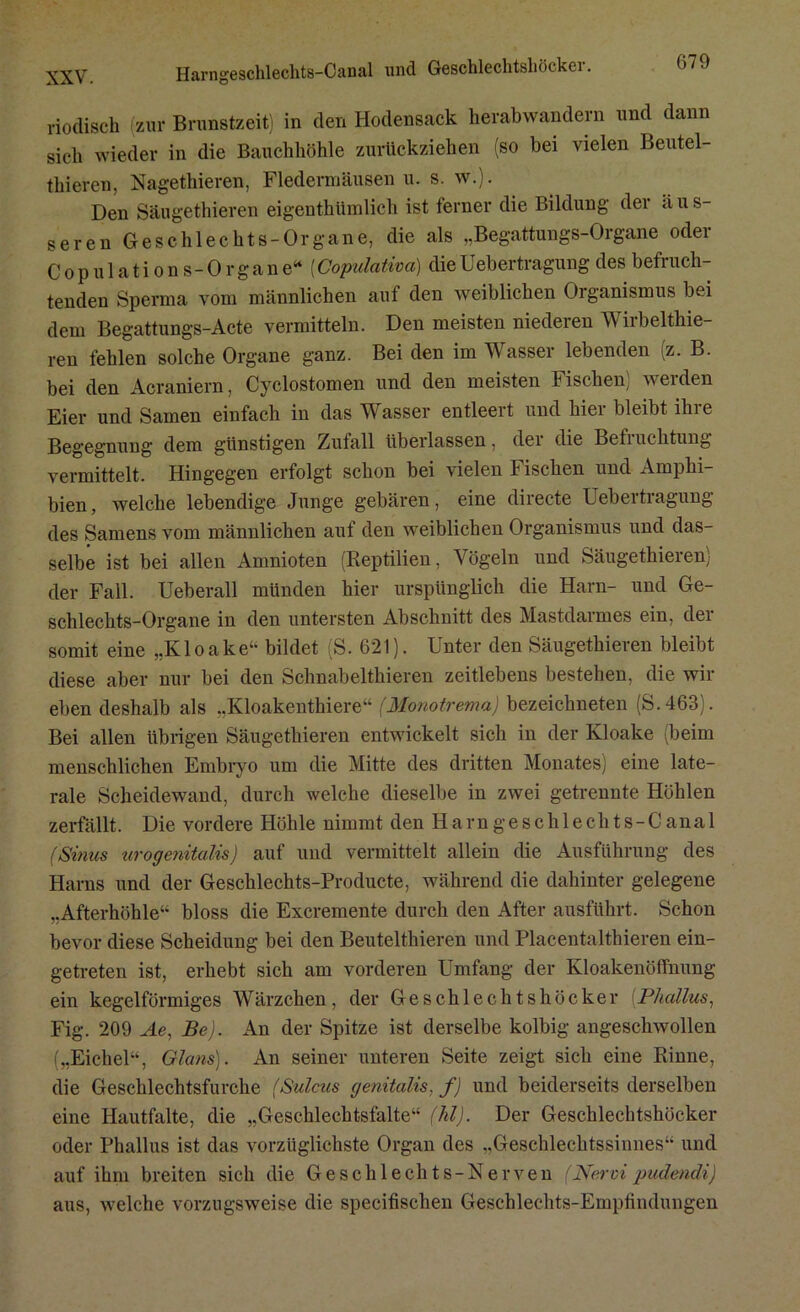 Harngeschleclits-Canal und Geschlechtshöcker. riodisch (zur Brunstzeit) in den Hodensack herabwandern und dann sich wieder in die Bauchhöhle zurückziehen (so bei vielen Beutel- thieren, Nagethieren, Fledermäusen u. s. w.j. Den Sängethieren eigenthümlich ist ferner die Bildung der äus- seren Geschlechts-Organe, die als „Begattungs-Organe oder Copulations-Organc“ (Copulativa) dieUebertragung des befruch- tenden Sperma vom männlichen auf den weiblichen Organismus bei dem Begattungs-Acte vermitteln. Den meisten niedeien Wiibelthie- ren fehlen solche Organe ganz. Bei den im Wasser lebenden (z. B. bei den Acraniern, Cyclostomen und den meisten Fischen, weiden Eier und Samen einfach in das Wasser entleert und hier bleibt ihre Begegnung dem günstigen Zufall überlassen, der die Beti uchtung vermittelt. Hingegen erfolgt schon bei vielen Fischen und Amphi bien, welche lebendige Junge gebären, eine directe Uebertragung des Samens vom männlichen auf den weiblichen Organismus und das- selbe ist bei allen Amnioten (Reptilien, Vögeln und Säugethieren) der Fall. Ueberall münden hier urspünglich die Harn- und Ge- schlechts-Organe in den untersten Abschnitt des Mastdarmes ein, der somit eine „Kloake4- bildet (S. 621). Unter den Säugethieren bleibt diese aber nur bei den Schnabelthieren zeitlebens bestehen, die wir eben deshalb als „Kloakenthiere“ (.Monotrema) bezeichneten (S.463). Bei allen übrigen Säugethieren entwickelt sich in der Kloake (beim menschlichen Embryo um die Mitte des dritten Monates) eine late- rale Scheidewand, durch welche dieselbe in zwei getrennte Höhlen zerfällt. Die vordere Höhle nimmt den Harngeschlechts-Canal (Sinus uro genitalis) auf und vermittelt allein die Ausführung des Harns und der Geschlechts-Producte, während die dahinter gelegene „Afterhöhle44 bloss die Excremente durch den After ausführt. Schon bevor diese Scheidung bei den Beutelthieren und Placentalthieren ein- getreten ist, erhebt sich am vorderen Umfang der Kloakenöffnung ein kegelförmiges Wärzchen, der Geschlechtshöcker (Phallus, Fig. 209 Ae, Be). An der Spitze ist derselbe kolbig angeschwollen („Eichel44, Glans). An seiner unteren Seite zeigt sich eine Rinne, die Geschlechtsfurche (Sulcus genitalis, f) und beiderseits derselben eine Hautfalte, die „Geschlechtsfalte44 (hl). Der Geschlechtshöcker oder Phallus ist das vorzüglichste Organ des „Geschlechtssinnes44 und auf ihm breiten sich die Geschlechts-Nerven (Nervi pudendi) aus, welche vorzugsweise die specitischen Geschlechts-Empfindungen