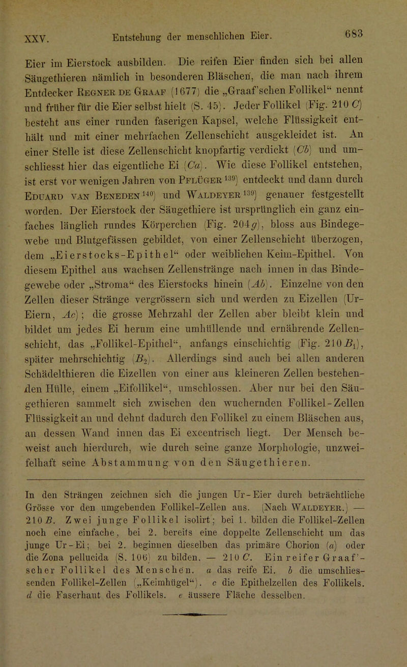 Eier im Eierstock ausbilden. Die reifen Eier finden sich bei allen Säugethieren nämlich in besonderen Bläschen, die man nach ihrem Entdecker Regnerde Graaf (1677) die „Graaf'sehen Follikel nennt und früher für die Eier selbst hielt (S. 45). Jeder Follikel (Fig. 210 C) besteht aus einer runden faserigen Kapsel, welche Flüssigkeit ent- hält und mit einer mehrfachen Zellenschicht ausgekleidet ist. An einer Stelle ist diese Zellenschicht knopfartig verdickt [Cb) und um- schliesst hier das eigentliche Ei [Ca). Wie diese Follikel entstehen, ist erst vor wenigen Jahren von Pflüger 130) entdeckt und dann durch Eduard van Beneden140) und Waldeyer139) genauer festgestellt worden. Der Eierstock der Säugethiere ist ursprünglich ein ganz ein- faches länglich rundes Körperchen (Fig. 204^), bloss aus Bindege- webe und Blutgefässen gebildet, von einer Zellenschicht überzogen, dem „Eierstocks-Epith el“ oder weiblichen Keim-Epithel. Von diesem Epithel aus wachsen Zellenstränge nach innen in das Binde- gewebe oder „Stroma“ des Eierstocks hinein (Ab). Einzelne von den Zellen dieser Stränge vergrössern sich und werden zu Eizellen (Ur- Eiern, Ac); die grosse Mehrzahl der Zellen aber bleibt klein und bildet um jedes Ei herum eine umhüllende und ernährende Zellen- schicht, das „Follikel-Epithel“, anfangs einschichtig (Fig. 2102^), später mehrschichtig (2G). Allerdings sind auch bei allen anderen Schädelthieren die Eizellen von einer aus kleineren Zellen bestehen- den Hülle, einem „Eifollikel“, umschlossen. Aber nur bei den Säu- gethieren sammelt sich zwischen den wuchernden Follikel-Zellen Flüssigkeit an und dehnt dadurch den Follikel zu einem Bläschen aus, au dessen Wand innen das Ei excentrisch liegt. Der Mensch be- weist auch hierdurch, wie durch seine ganze Morphologie, unzwei- felhaft seine Abstammung von den Säugethieren. In den Strängen zeichnen sich die jungen Ur-Eier durch beträchtliche Grösse vor den umgebenden Follikel-Zellen aus. (Nach Waldeyer.) — 210Z?. Zwei junge Follikel isolirt; bei 1. bilden die Follikel-Zellen noch eine einfache, bei 2. bereits eine doppelte Zellenschicht um das junge Ur-Ei; bei 2. beginnen dieselben das primäre Chorion («) oder die Zona pellucida (S. 106) zu bilden. — 210 C. Ein reifer Graaf’- scher Follikel des Menschen, a das reife Ei. b die umschlies- senden Follikel-Zellen („Keimhügel“), c die Epithelzellen des Follikels. d die Faserhaut des Follikels, e äussere Fläche desselben.