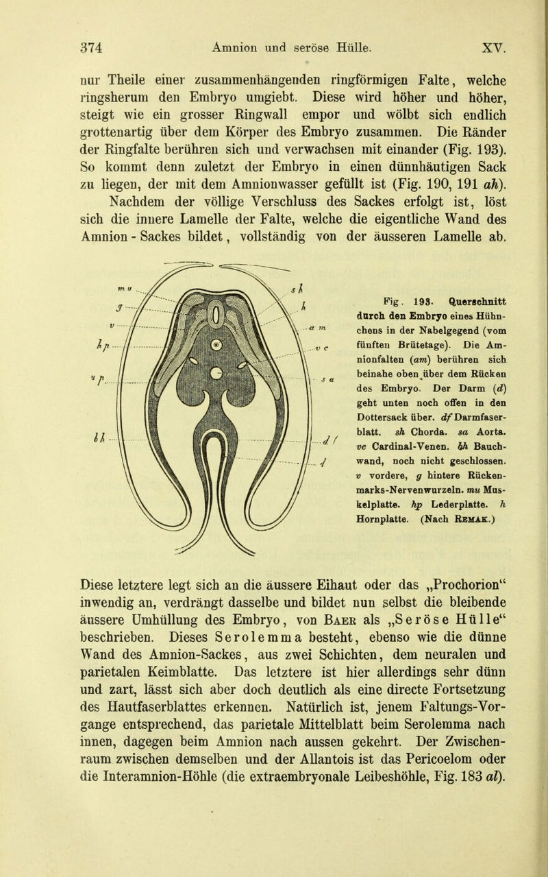nur Theile einer zusammenhängenden ringförmigen Falte, welche ringsherum den Embryo umgiebt. Diese wird höher und höher, steigt wie ein grosser Ringwall empor und wölbt sich endlich grottenartig über dem Körper des Embryo zusammen. Die Ränder der Ringfalte berühren sich und verwachsen mit einander (Fig. 193). So kommt denn zuletzt der Embryo in einen dünnhäutigen Sack zu liegen, der mit dem Amnionwasser gefüllt ist (Fig. 190, 191 ah). Nachdem der völlige Verschluss des Sackes erfolgt ist, löst sich die innere Lamelle der Falte, welche die eigentliche Wand des Amnion - Sackes bildet, vollständig von der äusseren Lamelle ab. Diese letztere legt sich an die äussere Eihaut oder das „Prochorion inwendig an, verdrängt dasselbe und bildet nun gelbst die bleibende äussere Umhüllung des Embryo, von Baer als „Seröse Hülle beschrieben. Dieses Serolemma besteht, ebenso wie die dünne Wand des Amnion-Sackes, aus zwei Schichten, dem neuralen und parietalen Keimblatte. Das letztere ist hier allerdings sehr dünn und zart, lässt sich aber doch deutlich als eine directe Fortsetzung des Hautfaserblattes erkennen. Natürlich ist, jenem Faltungs-Vor- gange entsprechend, das parietale Mittelblatt beim Serolemma nach innen, dagegen beim Amnion nach aussen gekehrt. Der Zwischen- raum zwischen demselben und der AUantois ist das Pericoelom oder die Interamnion-Höhle (die extraembryonale Leibeshöhle, Fig. 183 al). ...df Fig. 198. Querichnitt durch den Embryo eines Hühn- chens in der Nabelgegend (vom fünften Brütetage). Die Am- nionfalten {am) berühren sich beinahe oben über dem Rücken des Embryo. Der Darm (t?) geht unten noch offen in den Dottersack über, d/ Darmfaser- blatt. 8h Chorda, sa Aorta. VC Cardinal-Venen. hh Bauch- wand, noch nicht geschlossen. V vordere, g hintere Rücken- marks-Nervenwurzeln. mu Mus- kelplatte. h;g Lederplatte, h Hornplatte. (Nach Remae.)