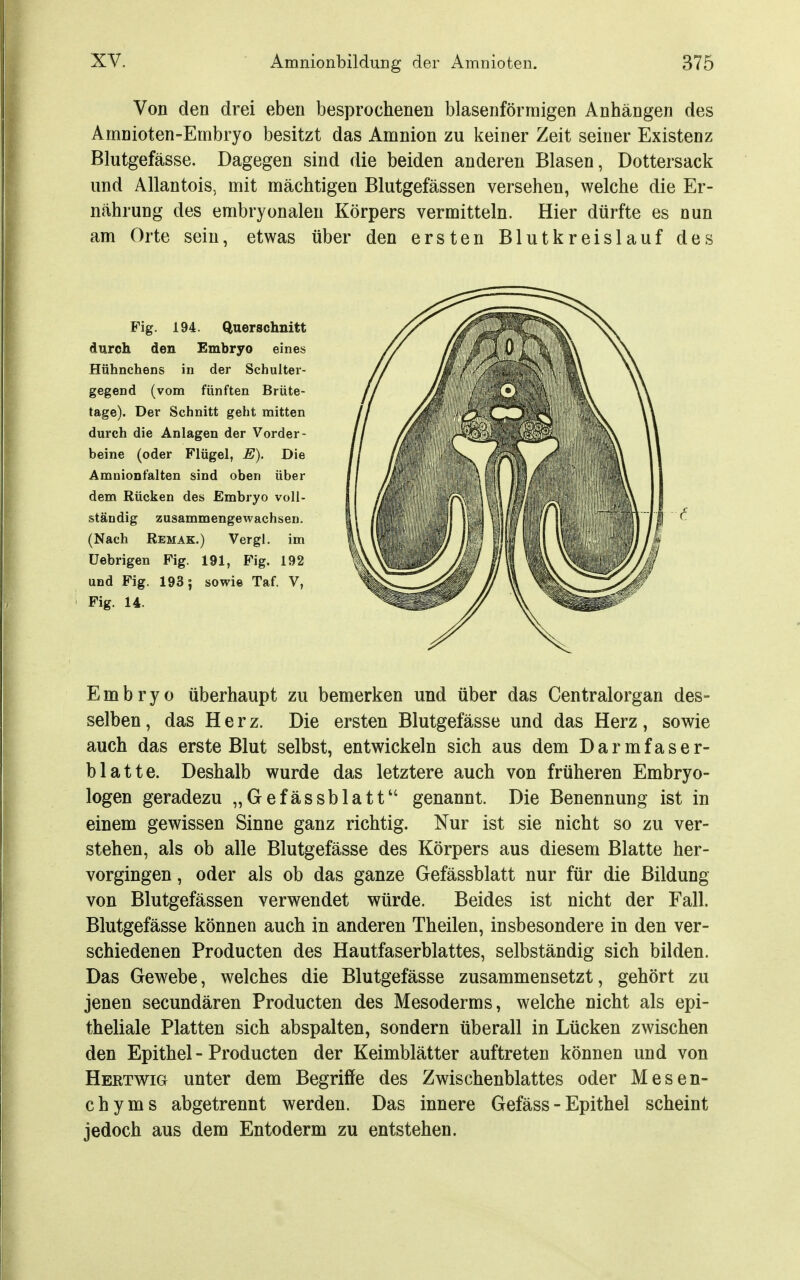 Von den drei eben besprochenen blasenförmigen Anhängen des Amnioten-Ernbryo besitzt das Amnion zu keiner Zeit seiner Existenz Blutgefässe. Dagegen sind die beiden anderen Blasen, Dottersack und Allantois, mit mächtigen Blutgefässen versehen, welche die Er- nährung des embryonalen Körpers vermitteln. Hier dürfte es nun am Orte sein, etwas über den ersten Blutkreislauf des Fig. 194. Querschnitt durch den Embryo eines Hühnchens in der Schulter- gegend (vom fünften Brüte- tage). Der Schnitt geht mitten durch die Anlagen der Vorder- beine (oder Flügel, E). Die Amnionfalten sind oben über dem Rücken des Embryo voll- ständig zusammengewachsen. (Nach Remak.) Vergl. im üebrigen Fig. 191, Fig. 192 und Fig. 193; sowie Taf. V, Fig. 14. Embryo überhaupt zu bemerken und über das Centraiorgan des- selben , das Herz. Die ersten Blutgefässe und das Herz, sowie auch das erste Blut selbst, entwickeln sich aus dem Darmfaser- blatte. Deshalb wurde das letztere auch von früheren Embryo- logen geradezu „Gefässblatt genannt. Die Benennung ist in einem gewissen Sinne ganz richtig. Nur ist sie nicht so zu ver- stehen, als ob alle Blutgefässe des Körpers aus diesem Blatte her- vorgingen , oder als ob das ganze Gefässblatt nur für die Bildung von Blutgefässen verwendet würde. Beides ist nicht der Fall. Blutgefässe können auch in anderen Theilen, insbesondere in den ver- schiedenen Producten des Hautfaserblattes, selbständig sich bilden. Das Gewebe, welches die Blutgefässe zusammensetzt, gehört zu jenen secundären Producten des Mesoderms, welche nicht als epi- theliale Platten sich abspalten, sondern überall in Lücken zwischen den Epithel - Producten der Keimblätter auftreten können und von Hertwig unter dem Begriffe des Zwischenblattes oder Mesen- chyms abgetrennt werden. Das innere Gefäss - Epithel scheint jedoch aus dem Entoderm zu entstehen.