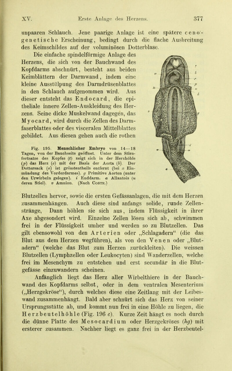 unpaaren Schlauch. Jene paarige Anlage ist eine spätere ceno- genetische Erscheinung, bedingt durch die flache Ausbreitung des Keimschildes auf der voluminösen Dotterblase. Die einfache spindelförmige Anlage des Herzens, die sich von der Bauchwand des Kopfdarms abschnürt, besteht aus beiden Keimblättern der Darmwand, indem eine kleine Ausstülpung des Darmdrüsenblattes in den Schlauch aufgenommen wird. Aus dieser entsteht das Endocard, die epi- theliale innere Zellen-Auskleidung des Her- zens. Seine dicke Muskel wand dagegen, das My 0car d, wird durch die Zellen des Darm- faserblattes oder des visceralen Mittelblattes gebildet. Aus diesen gehen auch die rothen Fig. 195. Menschlicher Embryo von 14—18 Tagen, von der Bauchseite geöffnet. Unter dem Stirn- fortsatze des Kopfes (t) zeigt sich in der Herzhöhle (p) das Herz (c) mit der Basis der Aorta (5). Der Dottersack (o) ist grösstentheils entfernt (bei x Ein- niündung des Vorderdarmes), g Primitive Aorten (unter den ürwirbeln gelegen), i Enddarm, a Allantois {u deren Stiel), v Amnion. (Nach Coste.) Blutzellen hervor, sowie die ersten Gefässanlagen, die mit dem Herzen zusammenhängen. Auch diese sind anfangs solide, runde Zellen- stränge, Dann höhlen sie sich aus, indem Flüssigkeit in ihrer Axe abgesondert wird. Einzelne Zellen lösen sich ab, schwimmen frei in der Flüssigkeit umher und werden so zu Blutzellen. Das gilt ebensowohl von den Arterien oder „Schlagadern (die das Blut aus dem Herzen wegführen), als von den Venen oder „Blut- adern (welche das Blut zum Herzen zurückleiten). Die weissen Blutzellen (Lymphzellen oder Leukocyten) sind Wanderzellen, welche frei im Mesenchym zu entstehen und erst secundär in die Blut- gefässe einzuwandern scheinen. Anfänglich liegt das Herz aller Wirbelthiere in der Bauch- wand des Kopfdarms selbst, oder in dem ventralen Mesenterium („Herzgekröse), durch welches diese eine Zeitlang mit der Leibes- wand zusammenhängt. Bald aber schnürt sich das Herz von seiner Ursprungsstätte ab, und kommt nun frei in eine Höhle zu liegen, die Herzbeutelhöhle (Fig. 196 c). Kurze Zeit hängt es noch durch die dünne Platte des Mesocardium oder Herzgekröses (Jig) mit ersterer zusammen. Nachher liegt es ganz frei in der Herzbeutel-
