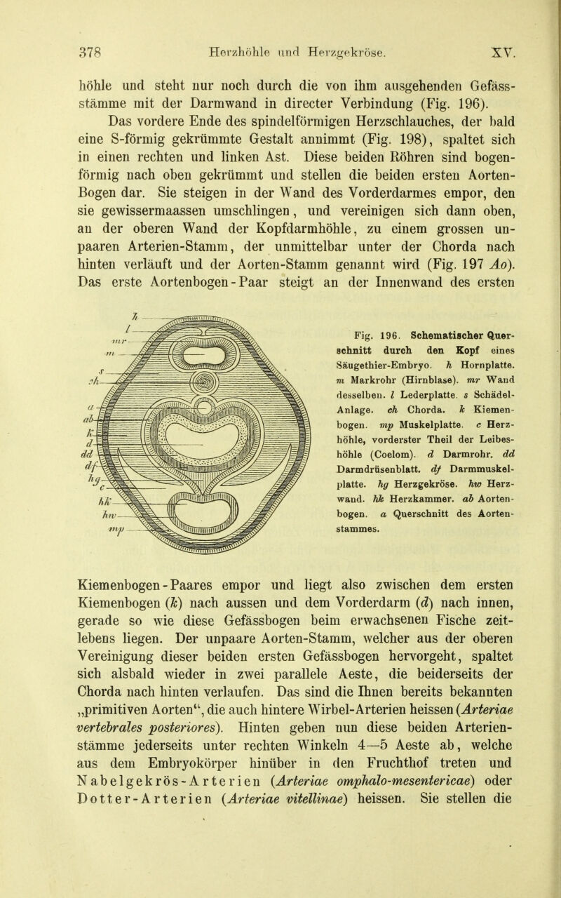 höhle und steht nur noch durch die von ihm ausgehenden Gefäss- stämme mit der Darmwand in directer Verbindung (Fig. 196). Das vordere Ende des spindelförmigen Herzschlauches, der bald eine S-förmig gekrümmte Gestalt annimmt (Fig. 198), spaltet sich in einen rechten und linken Ast. Diese beiden Röhren sind bogen- förmig nach oben gekrümmt und stellen die beiden ersten Aorten- Bogen dar. Sie steigen in der Wand des Vorderdarmes empor, den sie gewissermaassen umschlingen, und vereinigen sich dann oben, an der oberen Wand der Kopfdarmhöhle, zu einem grossen un- paaren Arterien-Stamm, der unmittelbar unter der Chorda nach hinten verläuft und der Aorten-Stamm genannt wird (Fig. 197 Äo). Das erste Aortenbogen - Paar steigt an der Innenwand des ersten Fig. 196. Schematischer Qner- schnitt durch den Kopf eines vSäugethier-Embryo. h Hornplatte. m Markrohr (Hirnblase), mr Wand desselben, l Lederplatte, s Schädel- Anlage, ch Chorda, h Kiemen- bogen. mp Muskelplatte, c Herz- höhle, vorderster Theil der Leibes- höhle (Coelom). d Darmrohr, dd Darmdrüsenblatt, df Darmmuskel- platte, hg Herzgekröse, hw Herz- wand, hk Herzkammer, ab Aorten- bogen, a Querschnitt des Aorten- stammes. Kiemenbogen - Paares empor und liegt also zwischen dem ersten Kiemenbogen (h) nach aussen und dem Vorderdarm (d) nach innen, gerade so wie diese Gefässbogen beim erwachsenen Fische zeit- lebens liegen. Der unpaare Aorten-Stamm, welcher aus der oberen Vereinigung dieser beiden ersten Gefässbogen hervorgeht, spaltet sich alsbald wieder in zwei parallele Aeste, die beiderseits der Chorda nach hinten verlaufen. Das sind die Ihnen bereits bekannten „primitiven Aorten, die auch hintere Wirbel-Arterien heissen (Ärteriae vertebrdles posteriores). Hinten geben nun diese beiden Arterien- stämme jederseits unter rechten Winkeln 4—5 Aeste ab, welche aus dem Embryokörper hinüber in den Fruchthof treten und Nabelgekrös-Arterien {Arteriae omphalo-mesentericae) oder Dotter-Arterien {Ärteriae vitellinae) heissen. Sie stellen die