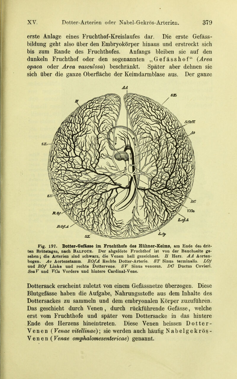 erste Anlage eines Fruchthof-Kreislaufes dar. Die erste Gefäss- bildung geht also über den Embryokörper hinaus und erstreckt sich bis zum Rande des Fruchthofes. Anfangs bleiben sie auf den dunkeln Fruchthof oder den sogenannten „Gefässhof (Area opaca oder Area vasculosa) beschränkt. Später aber dehnen sie sich über die ganze Oberfläche der Keimdarmblase aus. Der ganze Fig. 197. Dotter-Oefösse im Frnchtliofe des Hühner-Keims, am Ende des drit- ten Brütetages, nach Balfour. Der abgelöste Fruchthof ist von der Bauchseite ge- sehen; die Arterien sind schwarz, die Venen hell gezeichnet, ü Herz. AA Aorten- bogen. Av Aortenstamm. BO/A Rechte Dotter-Arterie. 8T Sinus terminalis. LOJ und BOf Linke und rechte Dottervene. SV Sinus venosus. Bö Ductus Cuvieri. ScaV und VCa Vordere und hintere Cardinal-Vene. Dottersack erscheint zuletzt von einem Gefässnetze überzogen. Diese Blutgefässe haben die Aufgabe, Nahrungsstoöe aus dem Inhalte des Dottersackes zu sammeln und dem embryonalen Körper zuzuführen. Das geschieht durch Venen, durch rückführende Gefässe, welche erst vom Fruchthofe und später vom Dottersacke in das hintere Ende des Herzens hineintreten. Diese Venen heissen Dotter- Venen (Venae vitellinae); sie werden auch häufig Nabel gekrös- Venen (Venae omphalomesentericae) genannt.