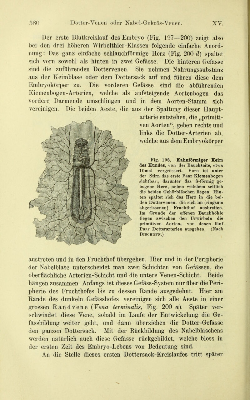 Der erste Blutkreislauf des Embryo (Fig. 197—200) zeigt also l)ei den drei höheren Wirbelthier-Klassen folgende einfache Anord- nung : Das ganz einfache schlauchförmige Herz (Fig. 200 d) spaltet sich vorn sowohl als hinten in zwei Gefässe. Die hinteren Gefässe sind die zuführenden Dottervenen. Sie nehmen Nahrungssubstanz aus der Keimblase oder dem Dottersack auf und führen diese dem Embryokörper zu. Die vorderen Gefässe sind die abführenden Kiemenbogen-Arterien, welche als aufsteigende Aortenbogen das vordere Darm ende umschlingen und in dem Aorten-Stamm sich vereinigen. Die beiden Aeste, die aus der Spaltung dieser Haupt- austreten und in den Fruchthof übergehen. Hier und in der Peripherie der Nabelblase unterscheidet man zwei Schichten von Gefässen, die oberflächliche Arterien-Schicht und die untere Venen-Schicht. Beide hängen zusammen. Anfangs ist dieses Gefäss-System nur über die Peri- pherie des Fruchthofes bis zu dessen Rande ausgedehnt. Hier am Rande des dunkeln Gefässhofes vereinigen sich alle Aeste in einer grossen Randvene (Vena terminalis^ Fig. 200 a). Später ver- schwindet diese Vene, sobald im Laufe der Entv^rickelung die Ge- fässbildung weiter geht, und dann überziehen die Dotter-Gefässe den ganzen Dottersack. Mit der Rückbildung des Nabelbläschens werden natürlich auch diese Gefässe rückgebildet, welche bloss in der ersten Zeit des Embryo-Lebens von Bedeutung sind. An die Stelle dieses ersten Dottersack-Kreislaufes tritt später arterie entstehen, die „primiti- ven Aorten, geben rechts und links die Dotter-Arterien ab, welche aus dem Embryokörper Fig. 198. Kahnförmiger Keim des Hundes, von der Bauchseite, etwa lOmal vergrössert. Vorn ist unter der Stirn das erste Paar Kiemenbogen sichtbar; darunter das S-förmig ge- bogene Herz, neben welchem seitlich die beiden Gehörbläschen liegen. Hin- ten spaltet sich das Herz in die bei- den Dottervenen, die sich im (ringsum abgerissenen) Fruchthof ausbreiten. Im Grunde der offenen Bauchhöhle liegen zwischen den Urwirbeln die primitiven Aorten, von denen fünf Paar Dotterarterien ausgehen. (Nach Bischoff.)