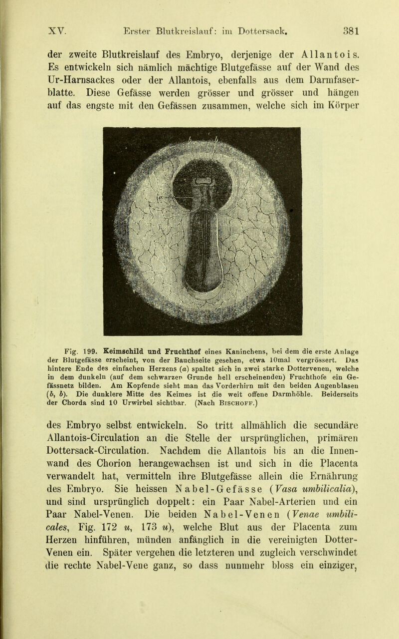 der zweite Blutkreislauf des Embryo, derjenige der Allantois. Es entwickeln sich nämlich mächtige Blutgefässe auf der Wand des Ur-Harnsackes oder der Allantois, ebenfalls aus dem Darmfaser- blatte. Diese Gefässe werden grösser und grösser und hängen auf das engste mit den Gefässen zusammen, welche sich im Körper Fig. 199. Keimschild und Fruchthof eines Kaninchens, bei dem die erste Anlage der Blutgefässe erscheint, von der Bauchseite gesehen, etwa lOmal vergrössert. Das hintere Ende des einfachen Herzens (a) spaltet sich in zwei starke Dottervenen, welche in dena dunkeln (auf dem schwarzen Grunde hell erscheinenden) Fruchthofe ein 6e- fässnetz bilden. Am Kopfende sieht man das Vorderhirn mit den beiden Augenblasen (5, b). Die dunklere Mitte des Keimes ist die weit offene Darmhöhle. Beiderseits der Chorda sind 10 Urwirbel sichtbar. (Nach Bischoff.) des Embryo selbst entwickeln. So tritt allmählich die secundäre AUantois-Circulation an die Stelle der ursprünglichen, primären Dottersack-Circulation. Nachdem die Allantois bis an die Innen- wand des Chorion herangewachsen ist und sich in die Placenta verwandelt hat, vermitteln ihre Blutgefässe allein die Ernährung des Embryo. Sie heissen Nabel-Gefässe (Vasa umbilicalia), und sind ursprünglich doppelt: ein Paar Nabel-Arterien und ein Paar Nabel-Venen. Die beiden Nabel-Venen (Venae umbili- cales^ Fig. 172 u, 173 u)^ welche Blut aus der Placenta zum Herzen hinführen, münden anfänglich in die vereinigten Dotter- Venen ein. Später vergehen die letzteren und zugleich verschwindet die rechte Nabel-Vene ganz, so dass nunmehr bloss ein einziger,