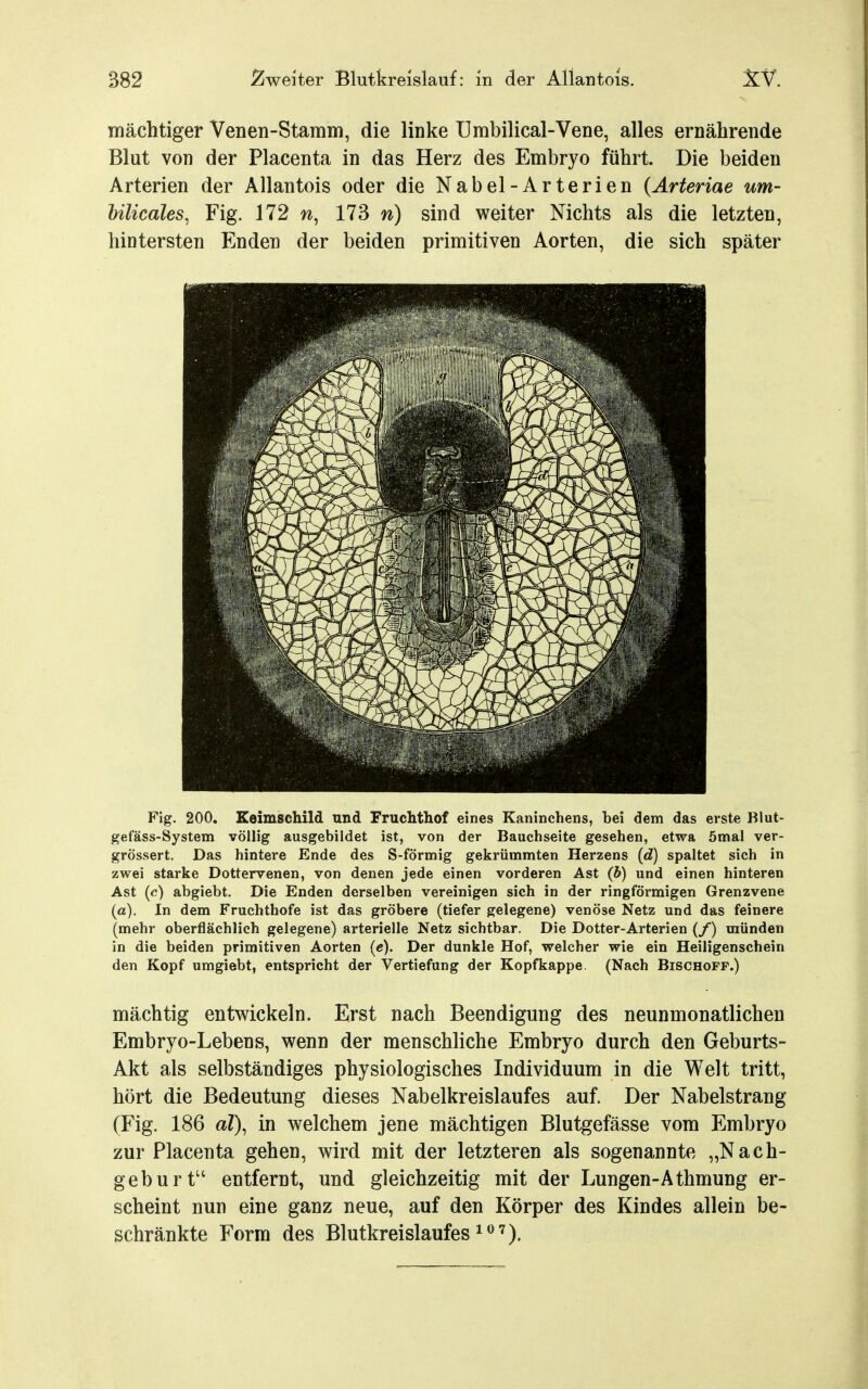 mächtiger Venen-Stamm, die linke Urabilical-Vene, alles ernährende Blut von der Placenta in das Herz des Embryo führt. Die beiden Arterien der Allantois oder die Nabel-Arterien (Ärteriae um- Ulicales, Fig. 172 173 n) sind weiter Nichts als die letzten, hintersten Enden der beiden primitiven Aorten, die sich später Fig. 200. Keimschild und Fruchthof eines Kaninchens, bei dem das erste Blut- gefäss-System völlig ausgebildet ist, von der Bauchseite gesehen, etwa 5mal ver- grössert. Das hintere Ende des S-förmig gekrümmten Herzens (d) spaltet sich in zwei starke Dottervenen, von denen jede einen vorderen Ast (b) und einen hinteren Ast (c) abgiebt. Die Enden derselben vereinigen sich in der ringförmigen Grenzvene (a). In dem Fruchthofe ist das gröbere (tiefer gelegene) venöse Netz und das feinere (mehr oberflächlich gelegene) arterielle Netz sichtbar. Die Dotter-Arterien {/) münden in die beiden primitiven Aorten (c). Der dunkle Hof, welcher wie ein Heiligenschein den Kopf umgiebt, entspricht der Vertiefung der Kopfkappe. (Nach Bischoff.) mächtig entwickeln. Erst nach Beendigung des neunmonatlichen Embryo-Lebens, wenn der menschliche Embryo durch den Geburts- Akt als selbständiges physiologisches Individuum in die Welt tritt, hört die Bedeutung dieses Nabelkreislaufes auf. Der Nabelstrang (Fig. 186 al\ in welchem jene mächtigen Blutgefässe vom Embryo zur Placenta gehen, wird mit der letzteren als sogenannte „Nach- geburt entfernt, und gleichzeitig mit der Lungen-Athmung er- scheint nun eine ganz neue, auf den Körper des Kindes allein be- schränkte Form des Blutkreislaufes^^').