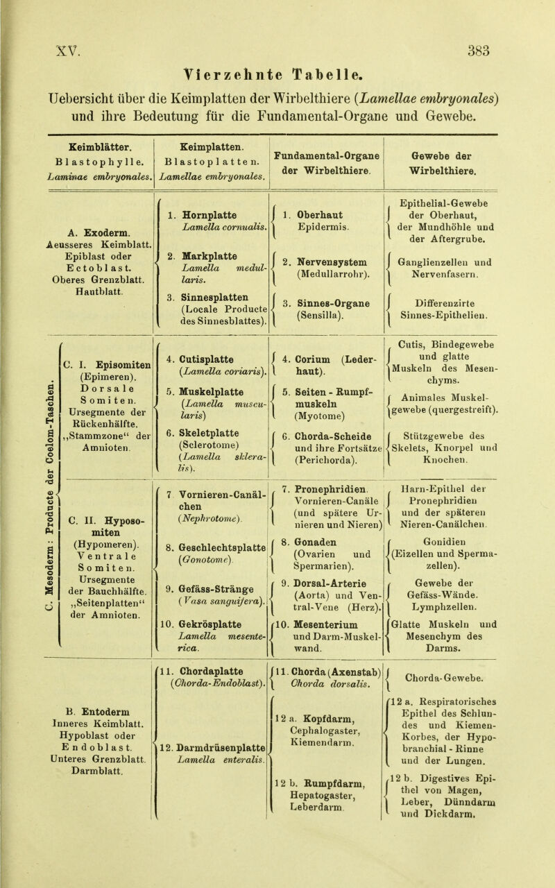 Vierzehnte Tabelle. Uebersicht über die Keimplatten der Wirbelthiere [Lamellae embryonales) und ihre Bedeutung für die Fundamental-Organe und Gewebe. Keimblätter. Blastophylle. Laminue embryonales. Eeimplatten. Blastoplatten. Lamellae embryonales. Fundamental-Organe der Wirbelthiere. Gewebe der Wirbelthiere. A. Exoderm. Aeusseres Keimblatt. Epiblast oder Ectobl ast. Oberes Grenzblatt. Haiitblatt. 1. Hornplatte Lamella cornualis. 2. Markplatte Lamella medul- laris. 3. Sinnesplatten (Locale Producte des Sinnesblattes). j 1. Oberhaut 1 Epidermis. 1 2. Nervensystem j (MeduUarrohr). j 3. Sinnes-Organe ) (Sensilla). . Epithelial-Gewebe J der Oberhaut, 1 der Mundhöhle und der Aftergrube. j Ganglienzellen und 1 Nervenfasern. J DiflPerenzirte 1 Sinnes-Epithelieu. C. Mesoderm: Prodncte der Coelom-Taschen. C. I. Episomiteu (Epimeren). Dorsale S 0 m i t e n. Ursegmente der Rückenhälfte. ,,Stammzone der Amnioten. 4. Cutisplatte (^Lamella coriaris). 5. Muskelplatte [Lamella muscu- laris) 6. Skeletplatte (Sclerotome) {Lamella sklera- lis). J 4. Corium (Leder- l haut). j 5. Seiten - Rumpf- muskeln l (Myotome) ( 6. Chorda-Scheide < und ihre Fortsätze [ (Perichorda). Ontis. Rinde<?ewpbp 1 und glatte 1 Muskeln des Mesen- V chyms. f Animales Muskel- igewebe (quergestreift). [ Stützgewebe des <|Skelets, Knorpel und [ Knochen. C. II. Hyposo- miten (Hypomeren). Ventrale S 0 m i t e n. Ursegmente der Bauchhälfte. „Seitenplatten der Amnioten. 7 Vornieren-Canäl- chen (Nephrotome). 8. Geschlechtsplatte {Gonotome). 9. Gefäss-Stränge (Vasa sanguifera). 10. Gekrösplatte Lamella mesente- rica. , 7. Pronephridien. J Vornieren-Canäle j 1 (und spätere Ur- ( 8. Gonaden J (Ovarien und 1 Spermarien). r 9. Dorsal-Arterie j (Aorta) und Ven- 1 tral-Vene (Herz). rlO. Mesenterium J und Darm-Muskel- 1 wand. , Harn-Epithel der J Pronephridien j und der späteren V N5prpn-C!anälcbGn ( Gonidien J (Eizellen und Sperma- 1 Zellen). f Gewebe der 1 Gefäss-Wände. 1 Lymphzellen. [Glatte Muskeln und \ Mesenchym des l Darms. B. Entoderm Inneres Keimblatt. Hypoblast oder Endoblast. Unteres Grenzblatt. Darmblatt. 11. Chordaplatte (Chorda-Endoblast). 12. Barmdrüsenplatte Lamella enteralis. f 11. Chorda (Axenstab) [ Chorda dorsalis. 12 a. Kopfdarm, Cephalogaster, < Kiemendarm. 12 b. Rumpfdarm, Hepatogaster, Leberdarm, i Chorda-Gewebe, l /'12 a. Respiratorisches 1 Epithel des Schlun- 1 des und Kiemen- Korbes, der Hypo- branchial - Rinne und der Lungen. ^12 b. Digestives Epi- 1 thel von Magen, 1 Leber, Dünndarm und Dickdarm.