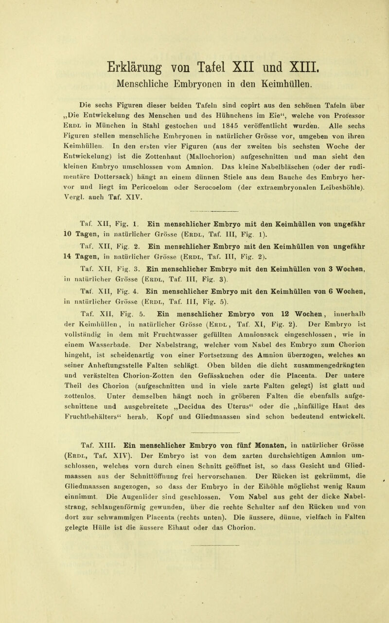 Erklärung von Tafel XII und XIIL Menschliche Embryonen in den Keimhüllen. Die sechs Figuren dieser beiden Tafeln sind copirt aus den schönen Tafeln über „Die Entwickelung des Menschen und des Hühnchens im Eie, welche von Prot^ssor Erdl in München in Stahl gestochen und 1845 veröffentlicht wurden. Alle sechs Figuren stellen menschliche Embryonen in natürlicher Grösse vor, umgeben von ihren Keimhüllen. In den ersten vier Figuren (aus der zweiten bis sechsten Woche der Entwickelung) ist die Zottenhaut (Mallochorion) aufgeschnitten und man sieht den kleinen Embryo umschlossen vom Amnion. Das kleine Nabelbläschen (oder der rudi- mentäre Dottersack) hängt an einem dünnen Stiele aus dem Bauche des Embryo her- vor und liegt im Pericoelom oder Serocoelom (der extx-aembryonalen Leibeshöhle). Vergl. auch Taf. XIV. Taf. XII, Fig. 1. Ein menschlicher Embryo mit den Keimhüllen von ungefähr 10 Tagen, in natürlicher Grö.sse (Erdl, Taf. III, Fig. 1). Taf. XII, Fig. 2. Ein menschlicher Embryo mit den Keimhüllen von ungefähr 14 Tagen, in natürlicher Grösse (Erdl, Taf. III, Fig. 2). Taf. XII, Fig. 3. Ein menschlicher Embryo mit den Keimhüllen von 3 Wochen, in natürlicher Grösse (Erdl, Taf. III, Fig. 3). Taf. XII, Fig. 4. Ein menschlicher Embryo mit den Keimhüllen von 6 Wochen, in natürlicher Grösse (Erdl, Taf. III, Fig. .5). Taf. XII, Fig. 5. Ein menschlicher Embryo von 12 Wochen, innerhalb der KeiniliüUen, in natürlicher Grösse (Erdl, Taf. XI, Fig. 2). Der Embryo ist vollständig in dem mit Fruchtwasser gefüllten Amnionsaclc eingeschlossen, wie in einem Wasserbade. Der Nabelstrang, welcher vom Nabel des Embryo zum Chorion hingeht, ist scheidenartig von einer Fortsetzung des Amnion überzogen, welches an seiner Anheftungsstelle Falten schlägt. Oben bilden die dicht zusammengedrängten und verästelten Chorion-Zotten den Gefässkuchen oder die Placenta. Der untere Theil des Chorion (aufgeschnitten und in viele zarte Falten gelegt) ist glatt und zottenlos. Unter demselben hängt noch in gröberen Falten die ebenfalls aufge- schnittene und ausgebreitete ,,Decidua des Uterus oder die „hinfällige Haut des Fruchtbehälters herab. Kopf und Gliedmaassen sind schon bedeutend entwickelt. Taf. XIII. Ein menschlicher Embryo von fünf Monaten, in natürlicher Grösse (Erdl, Taf. XIV). Der Embryo ist von dem zarten durchsichtigen Amnion um- schlossen, welches vorn durch einen Schnitt geöffnet ist, so dass Gesicht und Glied- raaassen aus der Schnittöffnung frei hervorschauen. Der Rücken ist gekrümmt, die Gliedmaassen angezogen, so dass der Embryo in der Eihöhle möglichst wenig Raum einnimmt. Die Augenlider sind geschlossen. Vom Nabel aus geht der dicke Nabel- strang, schlangenförmig gewunden, über die rechte Schulter auf den Rücken und von dort zur schwammigen Placenta (rechts unten). Die äussere, dünne, vielfach in Falten gelegte Hülle ist die äussere Eihaut oder das Chorion.