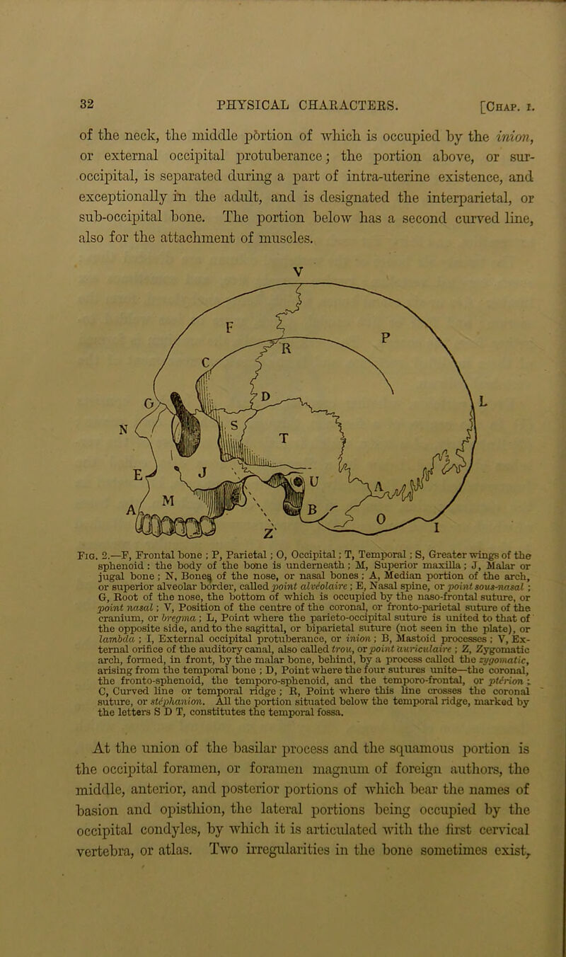 of the neck, the middle portion of which is occupied by the inion, or external occipital protuberance; the portion above, or sur- occipital, is separated during a part of intra-uterine existence, and exceptionally in the adult, and is designated the interparietal, or sub-occipital hone. The portion below has a second curved line, also for the attachment of muscles. Fig. 2.—F, Frontal bone ; P, Parietal; 0, Occipital; T, Temporal; S, Greater wings of the sphenoid: the body of the bone is underneath; M, Superior maxilla; J, Malar or jugal bone; N, Bone^ of the nose, or nasal bones ; A, Median portion of the arch, or superior alveolar border, called point alvt'olaire; E, Nasal spine, or point sow-nasal ; G, Boot of the nose, the bottom of which is occupied by the naso-frontal suture, or point nasal; V, Position of the centre of the coronal, or fronto-parietal suture of the cranium, or bregma ; L, Point where the parieto-occipital suture is united to that of the opposite side, and to the sagittal, or biparietal suture (not seen in the plate), or lambda ; I, External occipital protuberance, or inion; B, Mastoid processes; V, Ex- ternal orifice of the auditory canal, also called trou, or point auriculaire ; Z, Zygomatic arch, formed, in front, by the malar bone, behind, by a process called the zygomatic, arising from the temporal bone ; D, Point where the four sutures unite—the coronal, the fronto-sphenoid, the temporo-sphenoid, and the temporo-frontal, or pterion ; C, Curved line or temporal ridge ; B, Point where this line crosses the coronal suture, or stdphanion. All the portion situated below the temporal ridge, marked by the letters S D T, constitutes the temporal fossa. At the union of the basilar process and the scpiamous portion is the occipital foramen, or foramen magnum of foreign authors, tho middle, anterior, and posterior portions of which bear the names of basion and opisthion, the lateral portions being occupied by the occipital condyles, by which it is articulated with the first cervical vertebra, or atlas. Two irregularities in the bone sometimes exist.
