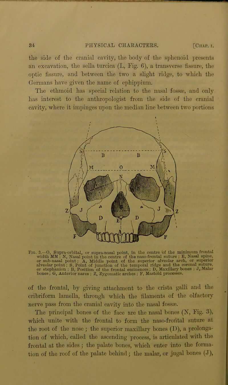 the side of the cranial cavity, the body of the sphenoid presents an excavation, the sella turcica (L, Fig. G), a transverse fissure, the optic fissure, and between the two a slight ridge, to which the Germans have given the name of ephippium. The ethmoid has special relation to the nasal fossa?, and only has interest to the anthropologist from the side of the cranial cavity, where it impinges upon the median line between two portions Fig. 3.—O, Supra-orbital, or supra-nasal point, in the centre 'of the minimum frontal width MM ; N, Nasal point in the centre of the naso-frontal suture ; E, Nasal spine, or sub-nasal point; A, Middie point of the superior alveolar arch, or superior alveolar point; S, Point of junction of the temporal ridge and the coronal suture, or stephauion ; B, Position of the frontal eminences; D, Maxillary bones ; J, Malar bones; G, Anterior nares ; Z, Zygomatic arches ; F, Mastoid processes. of the frontal, by giving attachment to the crista galli and the cribriform lamella, through which the filaments of the olfactory nerve pass from the cranial cavity into the nasal fossae. The principal bones of the face are the nasal bones (X, Fig. 3), which unite with the frontal to form the naso-frontal suture at the root of the nose ; the superior maxillary bones (D), a prolonga- tion of which, called the ascending process, is articulated with the frontal at the sides ; the palate bones, which enter into the forma- tion of the roof of the palate behind; the malar, or jugal bones (J),