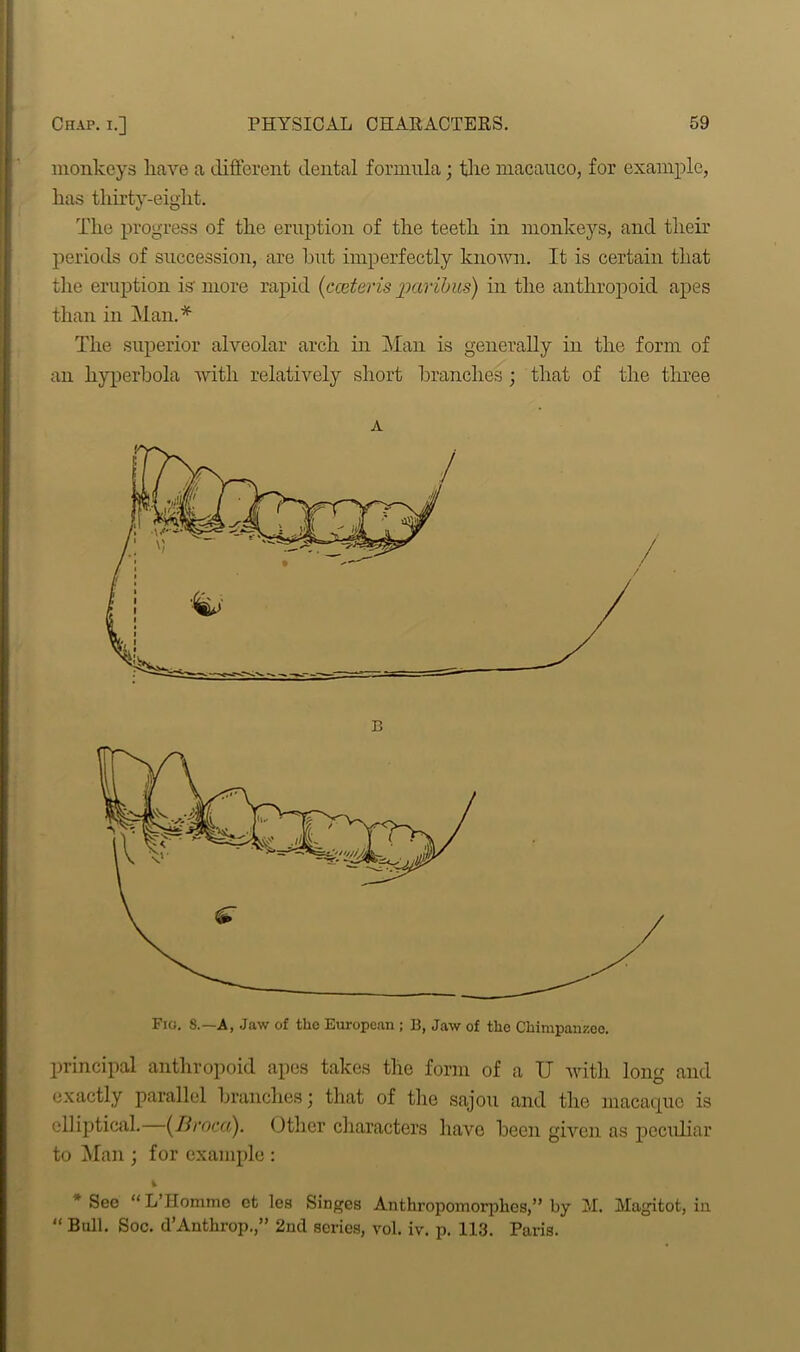 monkeys have a different dental formula; the macauco, for example, has thirty-eight. The progress of the eruption of the teeth in monkeys, and their periods of succession, are hut imperfectly known. It is certain that the eruption is- more rapid (cceteris paribus) in the anthropoid apes than in Man.* The superior alveolar arch in Man is generally in the form of an hyperbola with relatively short branches ; that of the three A B Fig. S.—A, Jaw of the European ; B, Jaw of the Chimpanzee. principal anthropoid apes takes the form of a U with long and exactly parallel branches; that of the sajou and the macaque is elliptical. (Broca). Other characters have been given as peculiar to Man ; for example: 1 * See “ L’ Homme et les Singes Anthropomorphes,” by M. Magitot, iu “ Bull. Soc. d’Anthrop.,” 2nd scries, vol. iv. p. 113. Paris. .