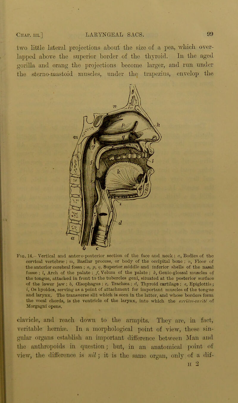 €iiap. iil] two little lateral projections about the size of a pea, which, over- lapped above the superior border of the thyroid. In the aged gorilla and orang the projections become larger, and run under the sterno-mastoid muscles, under the trapezius, envelop the Fig. 14.- Vertical and autero-posterior section of the face and neck : a, Bodies of the cervical vertebra;; in, Basilar process, or body of the occipital bone ; n, Floor of the anterior cerebral fossa ; o, p, </, Superior middle and inferior shells of the nasal fossse ; l, Arch of the palate ; /, Velum of the palate ; k, Genio-glossal muscles of the tongue, attached in front to the tubercles geni, situated at the posterior surface of the lowor jaw ; b, (Esophagus ; c, Trachaea ; d, Thyroid cartilage ; e, Epiglottis; i, Os hyoides, serving as a point of attachment for important muscles of the tongue and larynx. The transverse slit which is seen in the latter, and whose borders form the vocal chords, is the ventricle of the larynx, into which the an'iih-c-caritc of Morgagni opens. clavicle, and reach down to the armpits. They are, in fact, veritable hernia1.. In a morphological point of view, these sin- gular organs establish an important difference between Man and the anthropoids in question 5 but, in an anatomical point of view, the difference is nil; it is the same organ, only , of a (lif-