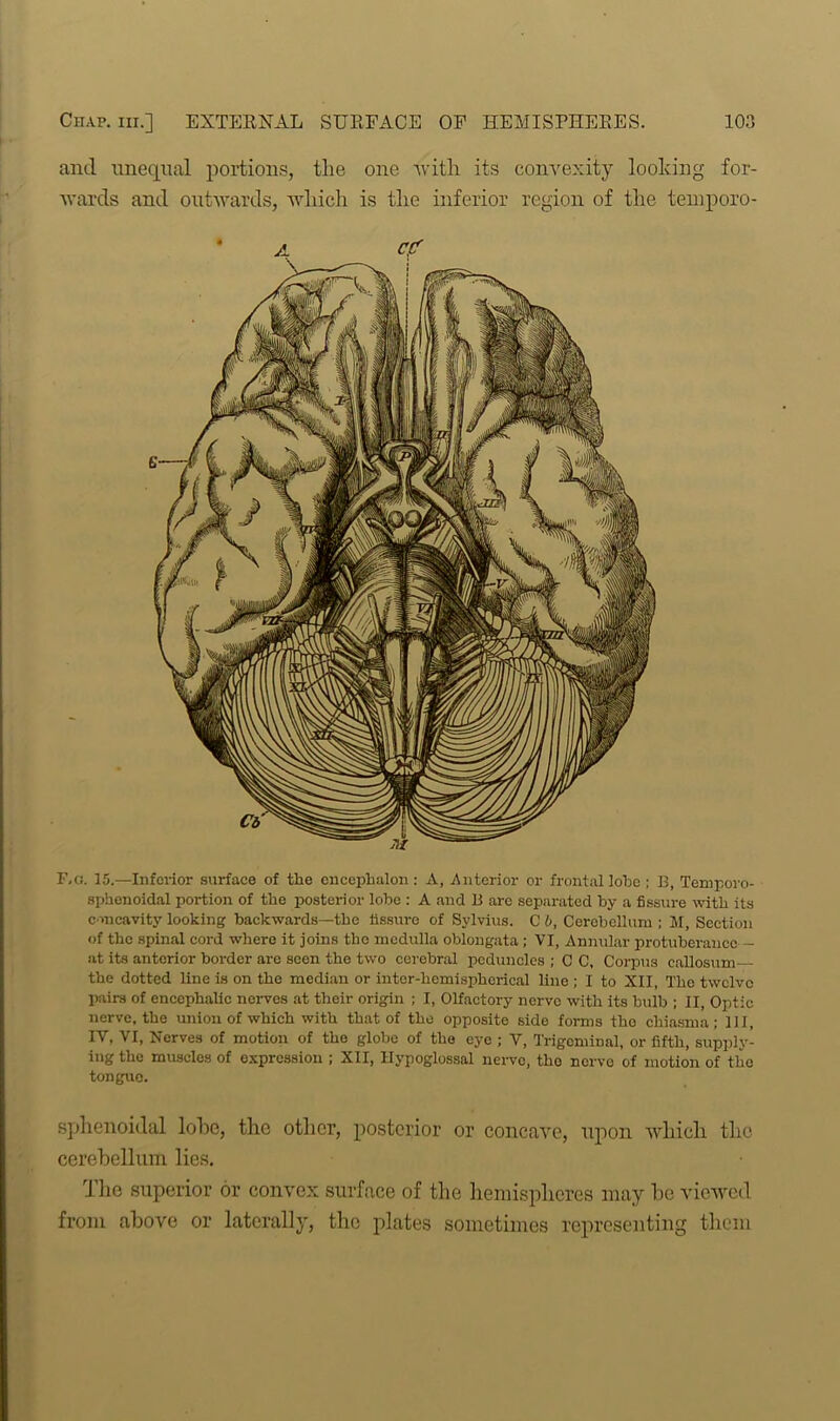 and unequal portions, tlie one with its convexity looking for- wards and outwards, which is the inferior region of the temporo- F,g. 15.—Inferior surface of the encephalon : A, Anterior or frontal lobe ; B, Temporo- sphenoidal portion of the posterior lobe : A and B are separated by a fissure with its concavity looking backwards—the fissure of Sylvius. C b, Cerebellum ; M, Section of the spinal cord where it joins the medulla oblongata ; VI, Annular protuberance — at its anterior border arc seen the two cerebral peduncles ; C C, Corpus callosum the dotted line is on the median or inter-hemispherical line ; I to XII, The twelve pairs of encephalic nerves at their origin ; I, Olfactory nerve with its bulb ; II, Optic nerve, the union of which with that of the opposite side forms the chiasma ; 111, IV, VI, Nerves of motion of the globe of the eye ; V, Trigeminal, or fifth, supply- ing the muscles of expression ; XII, Hypoglossal nerve, tho nerve of motion of the tongue. sphenoidal lohe, the other, posterior or concave, upon which the cerebellum lies. The superior or convex surface of the hemispheres may be viewed from above or laterally, the plates sometimes representing them