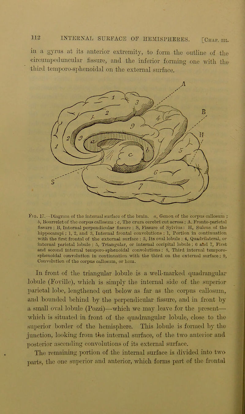 INTERNAL SURFACE OF HEMISPHERES. [Chap, m, in a gyrus at its anterior extremity, to form the outline of the eiroumpeduncular fissure, and the inferior forming one with the- third temporo-sphenoidal on the external surface. Fig. 17.—Diagram of tlie internal surface of the brain, a, Genoa of the corpus callosum ; 0, Bourrelet of the corpus callosum ; c, The crura cerebri cut across ; A. Fronto-parietal fissure ; B, Internal perpendicular fissure ; S, Fissure of Sylvius: H, Sulcus of the hippocampi; 1, 2, and 3, Internal frontal convolutions ; 1, Portion in continuation with the first frontal of the external surface ; 3, Its oval lobule ; 4, Quadrilateral, or internal parietal lobule ; 5, Triangular, or internal occipital lobule; G atid 7, First and second internal temporo-sphenoidal convolutions ; S, Third internal temporo- sphenoidal convolution in continuation with the third on the external surface; 9, Convolution of the corpus callosum, or hern. In front of the triangular lobule is a well-marked quadrangular lobule (Foville), which is simply the internal side of the superior parietal lobe, lengthened out below as far as the corpus callosum, and bounded behind by the perpendicular fissure, and in front by a small oval lobule (Pozzi)—which we may leave for the present— which is situated in front of the quadrangular lobule, close to the superior border of the hemisphere. This lobule is formed by the junction, looking from the internal surface, of the two anterior and posterior ascending convolutions of its external surface. The remaining portion of the internal surface is divided into two parts, the one superior and anterior, which forms part of the frontal