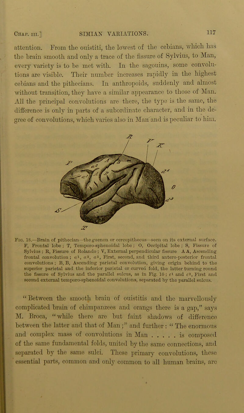 attention. From the ouistiti, the lowest of the cebians, which has the brain smooth and only a trace of the fissure of Sylvius, to Man, every variety is to he met with. In the sagouins, some convolu- tions are visible. Their number increases rapidly in the highest cebians and the pithecians. In anthropoids, suddenly and almost without transition, they have a similar appearance to those of Man. All the principal convolutions are there, the type is the same, the difference is only hi parts of a subordinate character, and in the de- gree of convolutions, which varies also in Man and is peculiar to him. Fig. IS.—Brain of pithecian—the guenon or cercopitheeus—seen on its external surface. F, Frontal lobe ; T, Temporo-sphenoidal lobe; O, Occipital lobe ; S, Fissure of Sylvius ; R, Fissure of Rolando ; V, External perpendicular fissure A A, Ascending frontal convolution; a1, a2, a». First, second, and third antero-posterior fi-ontal convolutions ; B, B, Ascending parietal convolution, giving origin behind to the superior parietal and the inferior parietal or curved fold, the latter turning round the fissure of Sylvius and the parallel sulcus, as in Fig. 16 ; and c2, First and second external ternporo-sphenoidal convolutions, separated by the parallel sulcus. “Between the smooth brain of ouistitis and the marvellously complicated brain of chimpanzees and orangs there is a gap,” says M. Broca, “while there are but faint shadows of difference between the latter and that of Man;” and further : “ The enormous and complex mass of convolutions in Man is composed of the same fundamental folds, united by the same connections, and separated by the same sulci. These primary convolutions, these essential parts, common and only common to all human brains, are o