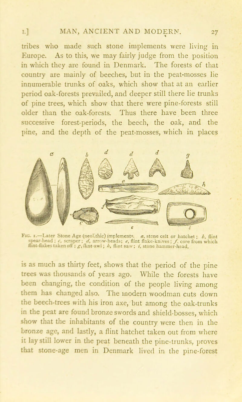 tribes who made such stone implements were living in Europe. As to this, we may fairly judge from the position in which they are found in Denmark. The forests of that country are mainly of beeches, but in the peat-mosses lie innumerable trunks of oaks, which show that at an earlier period oak-forests prevailed, and deeper still there lie trunks of pine trees, which show that there were pine-forests still older than the oak-forests. Thus there have been three successive forest-periods, the beech, the oak, and the pine, and the depth of the peat-mosses, which in places Fig. r.—Later Stone Age (neolithic) implements. a, stone celt or hatchet; b, flint spear-head ; c, scraper; d, arrow-heads; e, flint flake-knives; f. core from which flint-flakes taken off; g, fhnt-awl; h, flint saw; i, stone hammer-head. is as much as thirty feet, shows that the period of the pine trees was thousands of years ago. While the forests have been changing, the condition of the people living among them has changed also. The modern woodman cuts down the beech-trees with his iron axe, but among the oak-trunks in the peat are found bronze swords and shield-bosses, which show that the inhabitants of the country were then in the bronze age, and lastly, a flint hatchet taken out from where it lay still lower in the peat beneath the pine-trunks, proves that stone-age men in Denmark lived in the pine-forest