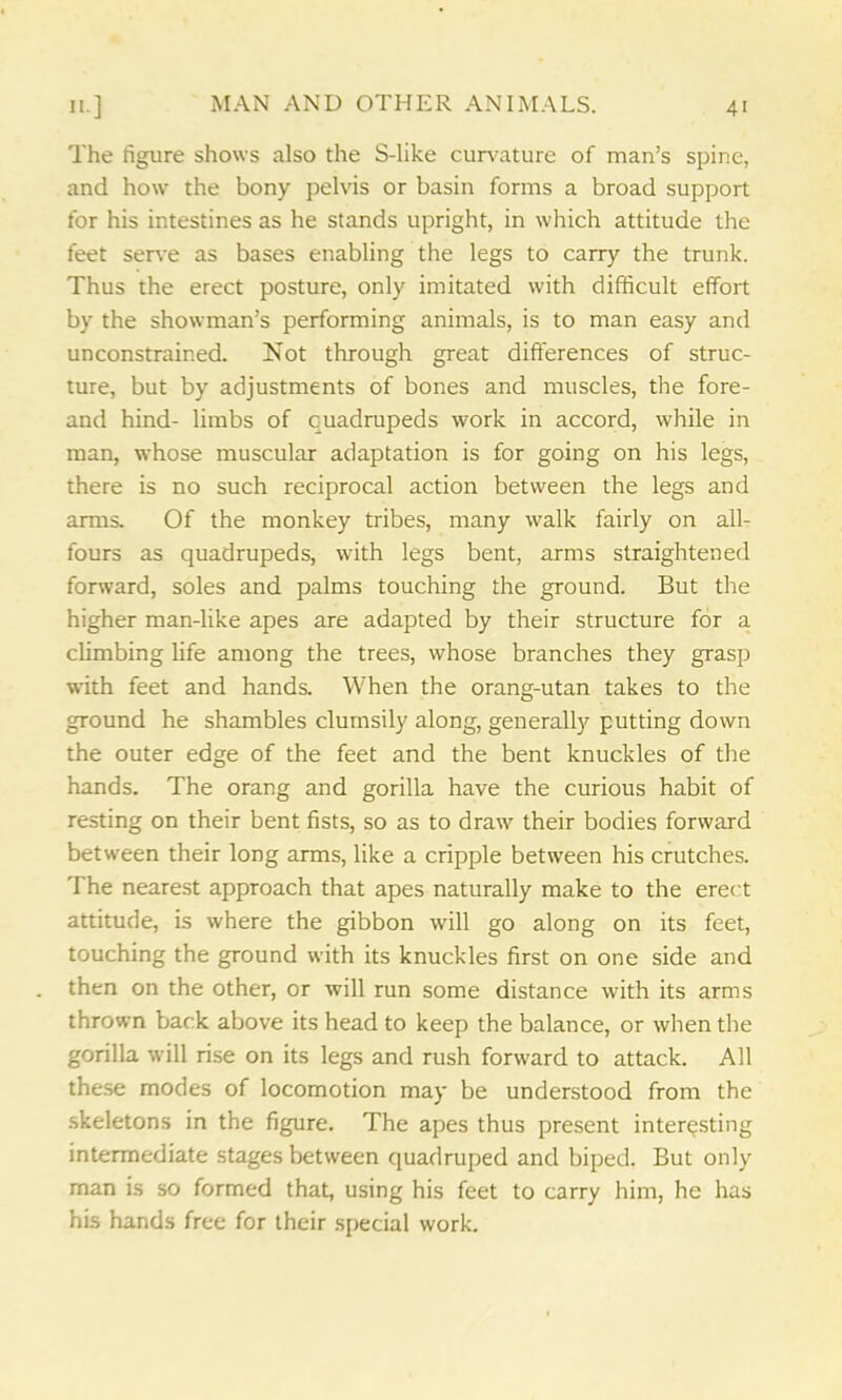 The figure shows also the S-like curvature of man’s spine, and how the bony pelvis or basin forms a broad support for his intestines as he stands upright, in which attitude the feet serve as bases enabling the legs to carry the trunk. Thus the erect posture, only imitated with difficult effort by the showman’s performing animals, is to man easy and unconstrained. Not through great differences of struc- ture, but by adjustments of bones and muscles, the fore- and hind- limbs of quadrupeds work in accord, while in man, whose muscular adaptation is for going on his legs, there is no such reciprocal action between the legs and arms. Of the monkey tribes, many walk fairly on all- fours as quadrupeds, with legs bent, arms straightened forward, soles and palms touching the ground. But the higher man-like apes are adapted by their structure for a climbing life among the trees, whose branches they grasp with feet and hands. When the orang-utan takes to the ground he shambles clumsily along, generally putting down the outer edge of the feet and the bent knuckles of the hands. The orang and gorilla have the curious habit of resting on their bent fists, so as to draw their bodies forward between their long arms, like a cripple between his crutches. The nearest approach that apes naturally make to the erect attitude, is where the gibbon will go along on its feet, touching the ground with its knuckles first on one side and then on the other, or will run some distance with its arms thrown back above its head to keep the balance, or when the gorilla will rise on its legs and rush forward to attack. All these modes of locomotion may be understood from the skeletons in the figure. The apes thus present interesting intermediate stages between quadruped and biped. But only man is so formed that, using his feet to carry him, he has his hands free for their special work.