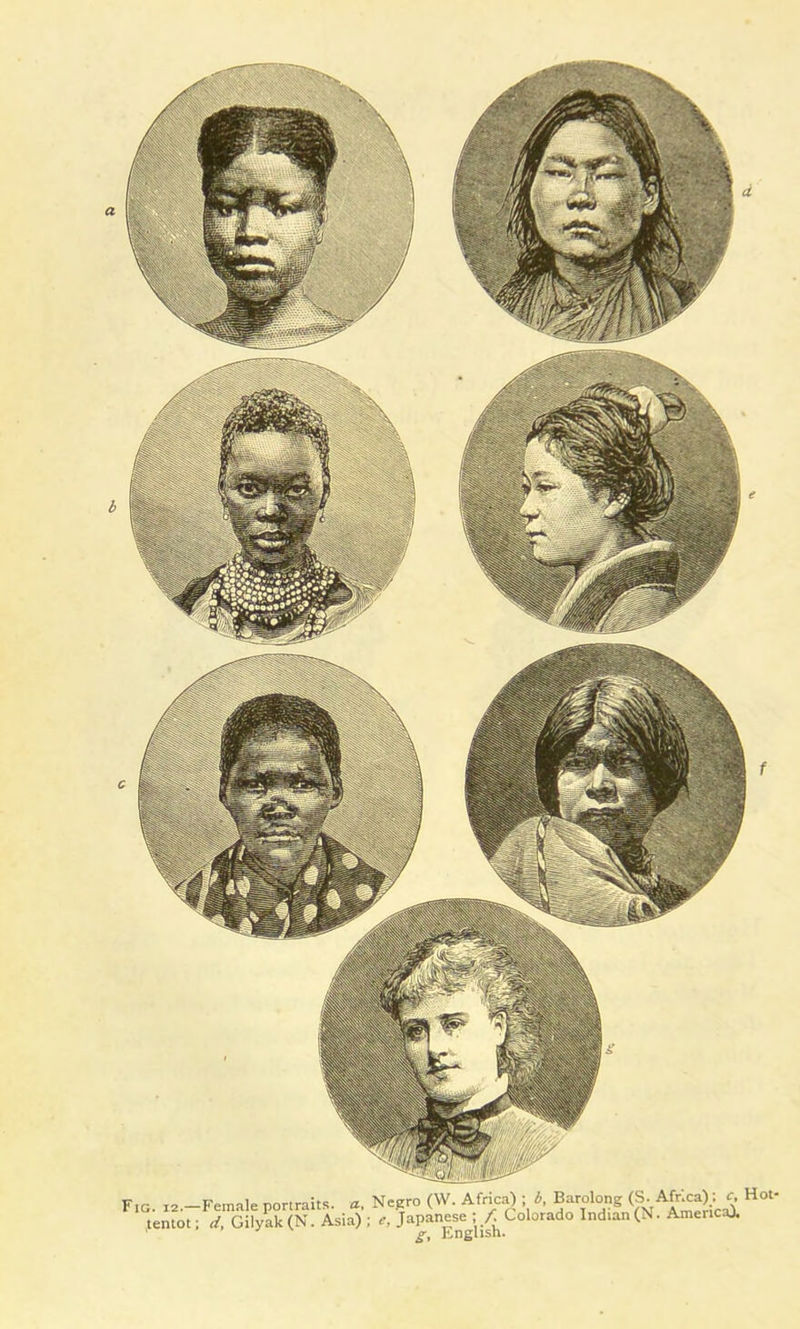 Fig. 12.—Female portraits, a, tentot; d, Gilyak (N. Asia) Negro (W. Africa) ; b, Barolong (S. Africa): c. Hot- . Japanese ; f. Colorado Indian (N. America). g, English.