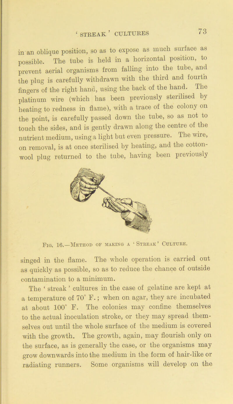‘ STREAK ’ CULTURES in an oblique position, so as to expose as much surface as possible. The tube is held in a horizontal position, to prevent aerial organisms from falling into the tube, and the plug is carefully withdrawn with the third and fourth fingers of the right hand, using the back of the hand. The platinum wire (which has been previously sterilised by heating to redness in flame), with a trace of the colony on the point, is carefully passed down the tube, so as not to touch the sides, and is gently drawn along the centre of the nutrient medium, using a light but even pressure. The wire, on removal, is at once sterilised by heating, and the cotton- wool plug returned to the tube, having been previously Fig. 16. Method of making a ‘Streak’ Culture. singed in the flame. The whole operation is carried out as quickly as possible, so as to reduce the chance of outside contamination to a minimum. The ‘ streak ’ cultures in the case of gelatine are kept at a temperature of 70° F.; when on agar, they are incubated at about 100° F. The colonies may confine themselves to the actual inoculation stroke, or they may spread them- selves out until the whole surface of the medium is covered with the growth. The growth, again, may flourish only on the surface, as is generally the case, or the organisms may grow downwards into the medium in the form of hair-like or radiating runners. Some organisms will develop on the
