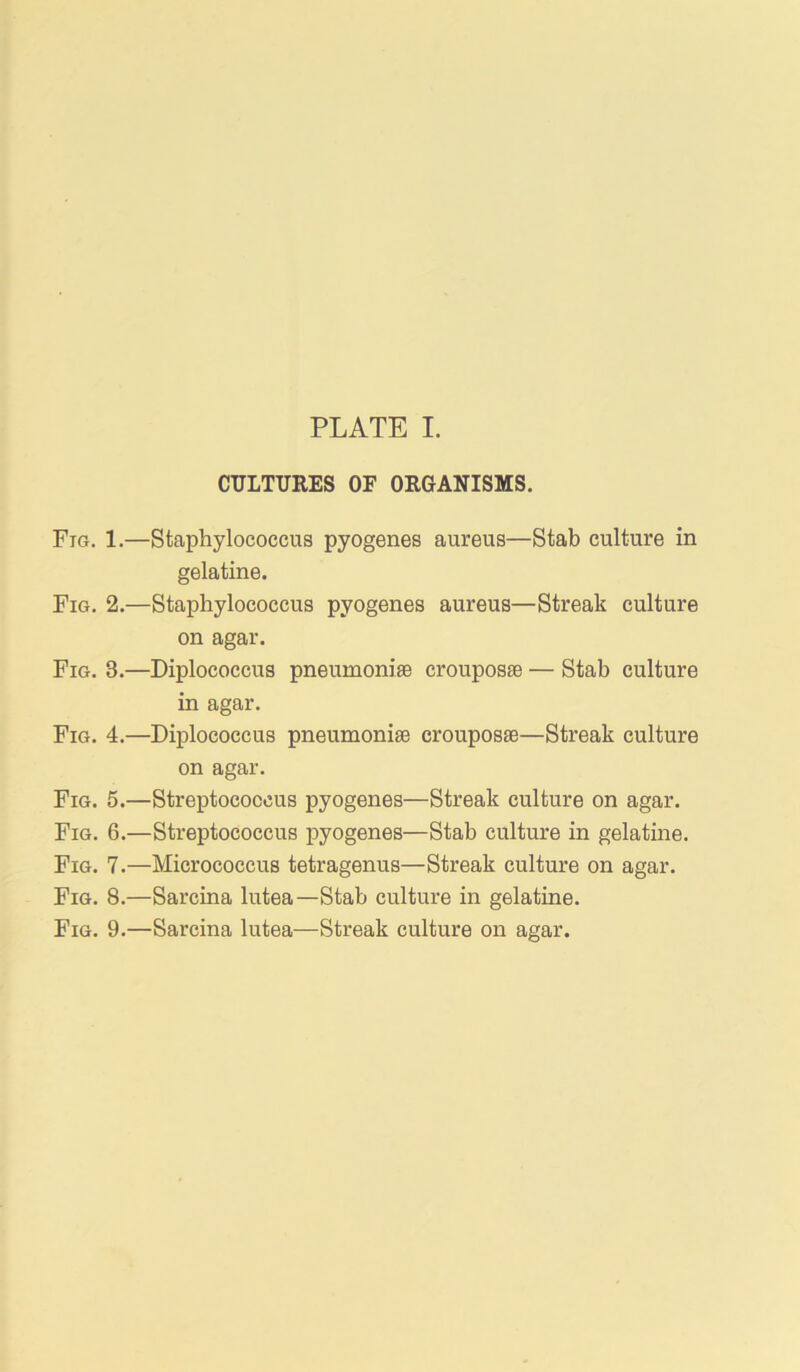 CULTURES OF ORGANISMS. Fig. 1.—Staphylococcus pyogenes aureus—Stab culture in gelatine. Fig, 2.—Staphylococcus pyogenes aureus—Streak culture on agar. Fig. 3.—Diplococcus pneumonise crouposse — Stab culture in agar. Fig. 4.—Diplococcus pneumoniae crouposae—Streak culture on agar. Fig. 5.—Streptococcus pyogenes—Streak culture on agar. Fig. 6.—Streptococcus pyogenes—Stab culture in gelatine. Fig. 7.—Micrococcus tetragenus—Streak culture on agar. Fig. 8.—Sarcina lutea—Stab culture in gelatine. Fig. 9.—Sarcina lutea—Streak culture on agar.