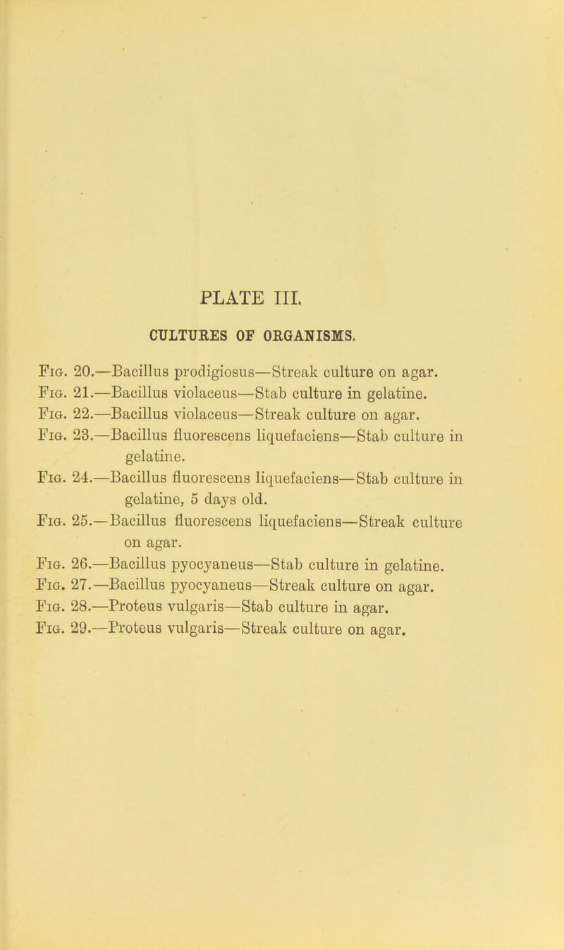 CULTUEES OF OEGANISMS. Fig. 20.—Bacillus prodigiosus—Streak culture on agar. Fig. 21.—Bacillus violaceus—Stab culture in gelatine. Fig. 22.—Bacillus violaceus—Streak culture on agar. Fig. 23.—Bacillus fluorescens liquefaciens—Stab culture in gelatine. Fig. 24.—Bacillus fluorescens liquefaciens—Stab culture in gelatine, 5 days old. Fig. 25.—Bacillus fluorescens liquefaciens—Streak culture on agar. Fig. 26.—Bacillus pyocyaneus—Stab culture in gelatine. Fig. 27.—Bacillus pyocyaneus—Streak culture on agar. Fig. 28.—Proteus vulgaris—Stab culture in agar. Fig. 29.—Proteus vulgaris—Streak culture on agar.