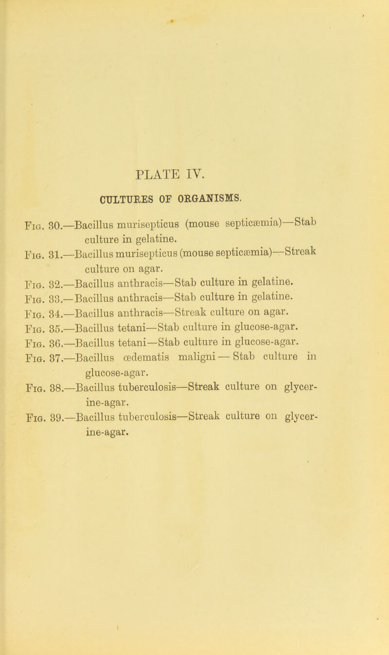 CULTURES OF ORGANISMS. Fig. 30.—Bacillus murisepticus (mouse septicaemia)—Stab culture in gelatine. Fig. 31.—Bacillus murisepticus (mouse septiciemia)—Streak culture on agar. Fig. 32.—Bacillus anthracis—Stab culture in gelatine. Fig. 33.—Bacillus anthracis—Stab culture in gelatine. Fig. 34.—Bacillus anthracis—Streak culture on agar. Fig. 35.—Bacillus tetani—Stab culture in glucose-agar. Fig. 36.—Bacillus tetani—Stab culture in glucose-agar. Fig. 37.—Bacillus oedematis maligni—Stab culture in glucose-agar. Fig. 38.—Bacillus tuberculosis—Streak culture on glycer- ine-agar. Fig. 39.—Bacillus tuberculosis—Streak culture on glycer- ine-agar.