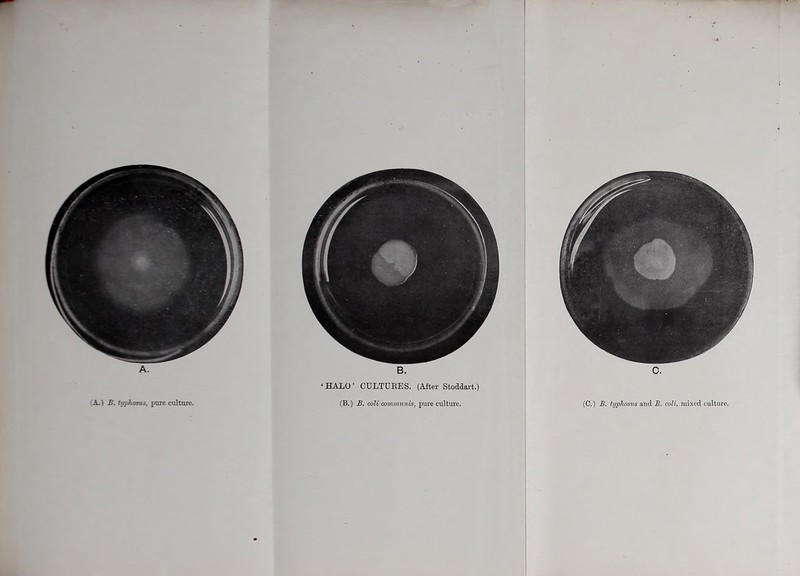 r' 'A-) B. typhosus, pore culture. c. (C.) B. iyphosvAs and B. coli, mixed culture. B. ‘HALO’ CULTURES. (Aiter Stoddart.) (B.) B. coli cmnmuni^, pure culture.