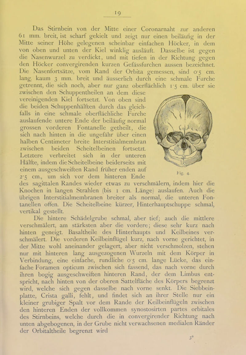 Das Stirnbein von der Mitte einer Coronarnaht zur anderen 61 mm. breit, ist scharf gekielt und zeigt nur einen beiläufig in der Mitte seiner Höhe gelegenen scheinbar einfachen Höcker, in dem von oben und unten der Kiel winklig- ausläuft. Dasselbe ist gegen die Nasenwurzel zu verdickt, und mit tiefen in der Richtung gegen den Höcker convergirenden kurzen Gefässfurchen aussen bezeichnet. Die Nasenfortsätze, vom Rand der Orbita gemessen, sind 0 5 cm. lang, kaum 3 mm. breit und äusserlich durch eine schmale Furche getrennt, die sich noch, aber nur ganz oberflächlich i-5 cm. über sie zwischen den Schuppentheilen an dem diese vereinigenden Kiel fortsetzt. Von oben sind die beiden Schuppenhälften durch das gleich- falls in eine schmale oberflächliche Furche auslaufende untere Ende der beiläufig normal grossen vorderen Fontanelle getheilt, die sich nach hinten in die ungefähr über einen halben Centimeter breite Interstitialmembran zwischen beiden Scheitelbeinen fortsetzt. Letztere verbreitet sich in der unteren Hälfte, indem die Scheitelbeine beiderseits mit einem ausgeschweiften Rand früher enden auf 2-5 cm., um sich vor dem hinteren Ende des sagittalen Randes wieder etwas zu verschmälern, indem hier die Knochen in langen Strahlen (bis 1 cm. Länge) auslaufen. Auch die übrigen Interstitialmembranen breiter als normal, die unteren Fon- tanellen offen. Die Scheitelbeine kürzer, Hinterhauptschuppe schmal, vertikal gestellt. Die hintere Schädelgrube schmal, aber tief; auch die mittlere verschmälert, am stärksten aber die vordere; diese sehr kurz nach hinten geneigt. Basaltheile des Hinterhaupts und Keilbeines ver- schmälert. Die vorderen Keilbeinflügel kurz, nach vorne gerichtet, in der Mitte wohl aneinander gelagert, aber nicht verschmolzen, stehen nur mit hinteren lang ausgezogenen Wurzeln mit dem Körper in Verbindung, eine einfache, rundliche 0 5 cm. lange Lücke, das ein- fache Foramen opticum zwischen sich fassend, das nach vorne durch ihren bogig ausgeschweiften hinteren Rand, der dem Limbus ent- o o o spricht, nach hinten von der oberen Sattelfläche des Körpers begrenzt wird, welche sich gegen dasselbe nach vorne senkt. Die Siebbein- platte, Crista galli, fehlt, und findet sich an ihrer Stelle nur ein kleiner grubiger Spalt vor dem Rande der Keilbeinflügeln zwischen den hinteren Enden der vollkommen synostosirten partes orbitales des Stirnbeins, welche durch die in convergirender Richtung nach unten abgebogenen, in der Grube nicht verwachsenen medialen Ränder der Orbitaltheile begrenzt wird ö