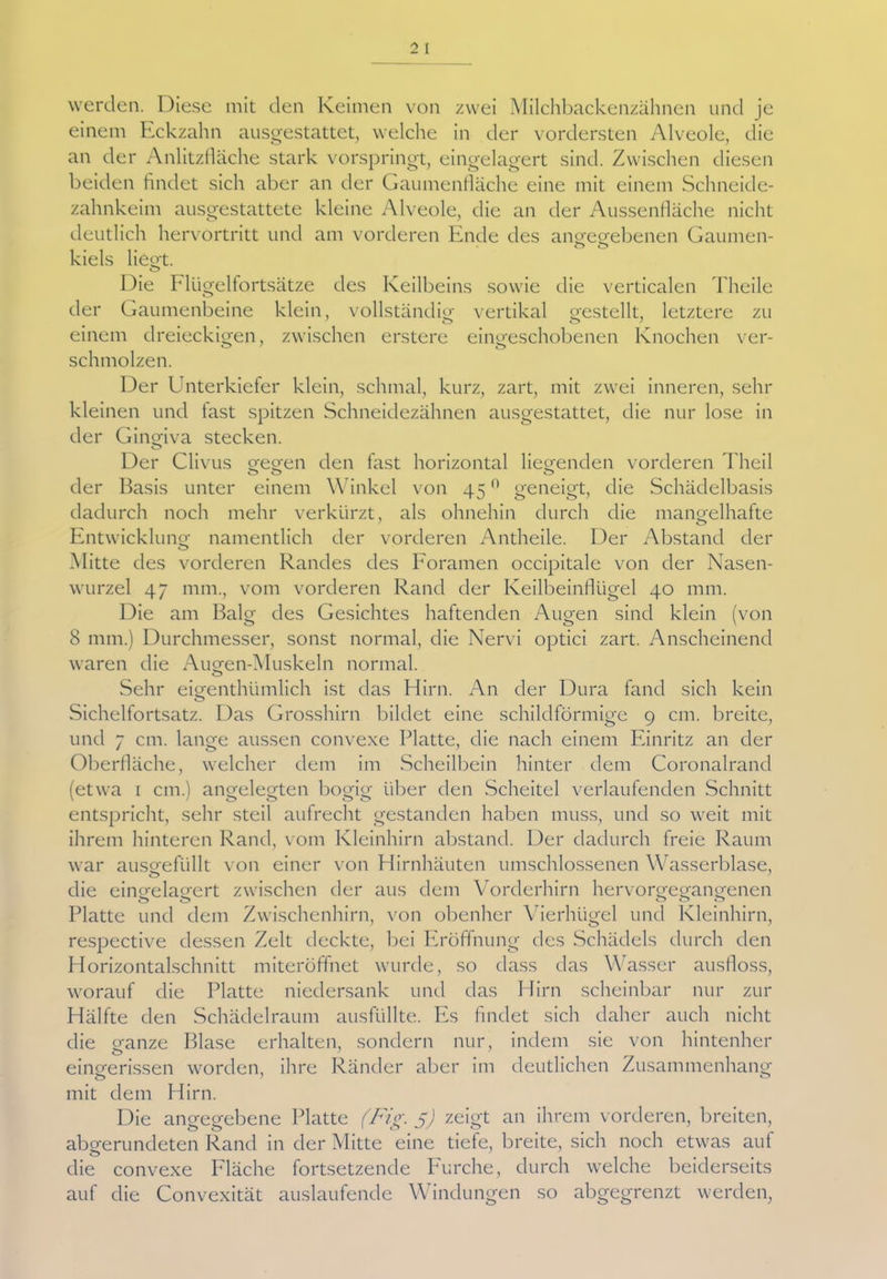 werden. Diese mit den Keimen von zwei Milchbackenzähnen und je einem Eckzahn ausgestattet, welche in der vordersten Alveole, die an der Anlitziläche stark vorspringt, eingelagert sind. Zwischen diesen beiden findet sich aber an der Gaumenfläche eine mit einem Schneide- zalmkeim ausgestattete kleine Alveole, die an der Aussenfläche nicht deutlich hervortritt und am vorderen Ende des angegebenen Gaumen- kiels liegt. o Die Flügelfortsätze des Keilbeins sowie die verticalen Theile der Gaumenbeine klein, vollständig vertikal gestellt, letztere zu einem dreieckigen, zwischen erstere eingeschobenen Knochen ver- schmolzen. Der Unterkiefer klein, schmal, kurz, zart, mit zwei inneren, sehr kleinen und last spitzen Schneidezähnen ausgestattet, die nur lose in der Gingiva stecken. Der Clivus gegen den fast horizontal liegenden vorderen Theil der Basis unter einem Winkel von 45n geneigt, die Schädelbasis dadurch noch mehr verkürzt, als ohnehin durch die mangelhafte Entwicklung namentlich der vorderen Antheile. Der Abstand der Mitte des vorderen Randes des Foramen occipitale von der Nasen- wurzel 47 mm., vom vorderen Rand der Keilbeinflügel 40 mm. Die am Balg des Gesichtes haftenden Augen sind klein (von 8 mm.) Durchmesser, sonst normal, die Nervi optici zart. Anscheinend waren die Augen-Muskeln normal. o Sehr eigenthiimlich ist das Hirn. An der Dura fand sich kein Sichelfortsatz. Das Grosshirn bildet eine schildförmige 9 cm. breite, und 7 cm. lange aussen convexe Platte, die nach einem Einritz an der Oberfläche, welcher dem im Scheilbein hinter dem Coronalrand (etwa 1 cm.) angelegten bogig über den Scheitel verlaufenden Schnitt entspricht, sehr steil aufrecht gestanden haben muss, und so weit mit ihrem hinteren Rand, vom Kleinhirn abstand. Der dadurch freie Raum war ausgefüllt von einer von Hirnhäuten umschlossenen Wasserblase, o die eingelagert zwischen der aus dem Vorderhirn hervorgegangenen O 000 Platte und dem Zwischenhirn, von obenher Vierhügel und Kleinhirn, respective dessen Zelt deckte, bei Eröffnung des Schädels durch den Horizontalschnitt miteröffnet wurde, so dass das Wasser ausfloss, worauf die Platte niedersank und das Hirn scheinbar nur zur Hälfte den Schädelraum ausfüllte. Es findet sich daher auch nicht die ganze Blase erhalten, sondern nur, indem sie von hintenher eingerissen worden, ihre Ränder aber im deutlichen Zusammenhang mit dem Hirn. Die angegebene Platte (Fig. 5) zeigt an ihrem vorderen, breiten, abgerundeten Rand in der Mitte eine tiefe, breite, sich noch etwas aut die convexe Fläche fortsetzende Furche, durch welche beiderseits auf die Convexität auslaufende Windungen so abgegrenzt werden,