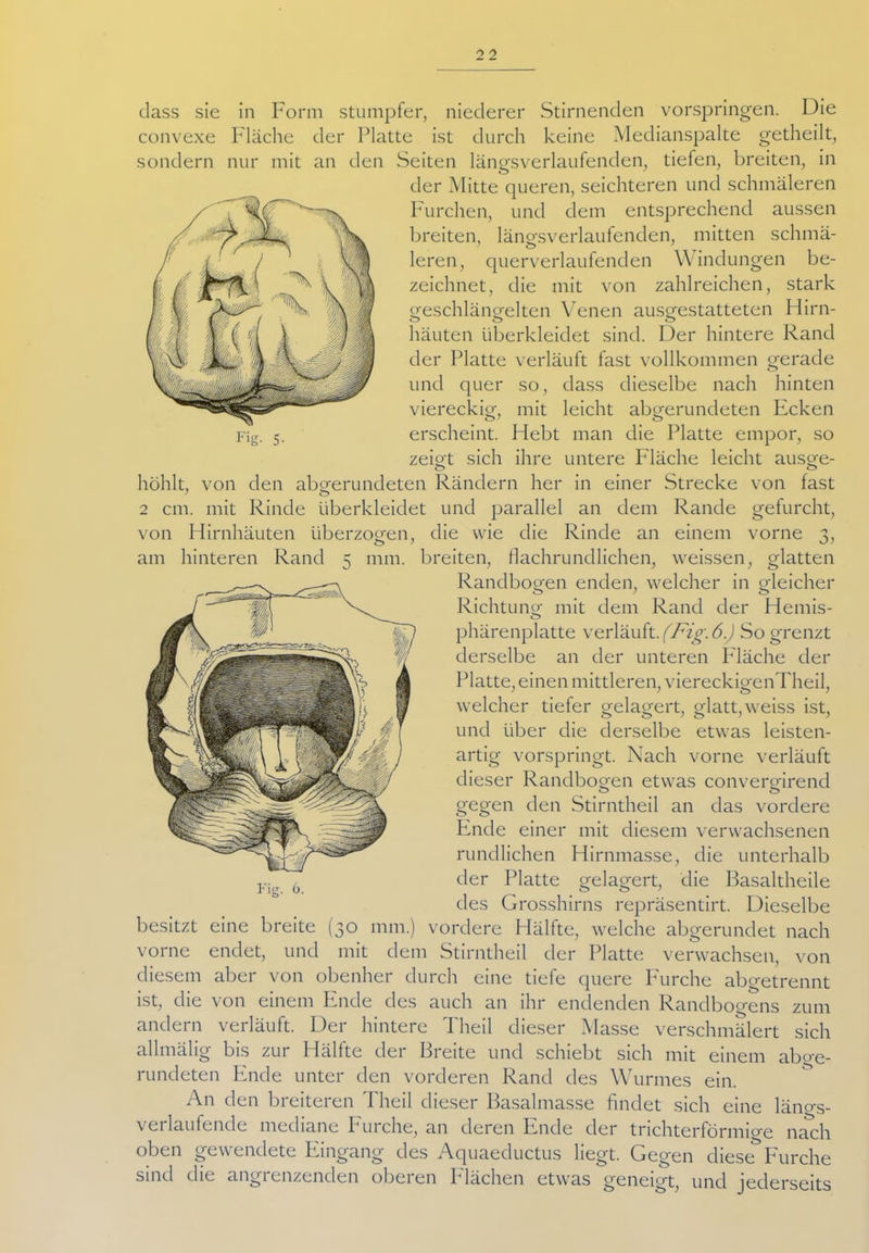 dass sie in Form stumpfer, niederer Stirnenden vorspringen. Die convexe Fläche der Platte ist durch keine Medianspalte getheilt, sondern nur mit an den Seiten längsverlaufenden, tiefen, breiten, in der Mitte queren, seichteren und schmäleren Furchen, und dem entsprechend aussen breiten, längsverlaufenden, mitten schmä- leren, querverlaufenden Windungen be- zeichnet, die mit von zahlreichen, stark geschlängelten Venen ausgestatteten Hirn- häuten überkleidet sind. Der hintere Rand der Platte verläuft fast vollkommen gerade und quer so, dass dieselbe nach hinten viereckig, mit leicht abgerundeten Ecken erscheint. Hebt man die Platte empor, so zeigt sich ihre untere Fläche leicht ausge- höhlt, von den abgerundeten Rändern her in einer Strecke von fast ' «Ü> 2 cm. mit Rinde überkleidet und parallel an dem Rande gefurcht, Hirnhäuten überzogen, die wie die Rinde an einem vorne von am hinteren Rand t> mm. Cn Fig. 6. besitzt vorne diesem ist. eine breite (3° mit breiten, flachrundlichen, weissen, glatten Randbogen enden, welcher in gleicher Richtung mit dem Rand der Hemis- phärenplatte verläuft .(Fig.6.) So grenzt derselbe an der unteren Fläche der Platte, einen mittleren, viereckigenTheil, welcher tiefer gelagert, glatt,weiss ist, und über die derselbe etwas leisten- artig vorspringt. Nach vorne verläuft dieser Randbogen etwas convergirend o o gegen den Stirntheil an das vordere Ende einer mit diesem verwachsenen rundlichen Hirnmasse, die unterhalb der Platte gelagert, die Basaltheile des Grosshirns repräsentirt. Dieselbe mm.) vordere Hälfte, welche abgerundet nach dem Stirntheil der Platte verwachsen, von endet, und aber von obenher durch eine tiefe quere Furche abgetrennt die von einem Ende des auch an ihr endenden Randboo-ens zum sich andern verläuft. Der hintere Theil dieser Masse verschmälert allmälig bis zur Hälfte der Breite und schiebt sich mit einem abo-e- rundeten Ende unter den vorderen Rand des Wurmes ein. An den breiteren Theil dieser Basalmasse findet sich eine läno-s- verlaufende mediane Furche, an deren Ende der trichterförmige nach oben gewendete Eingang des Aquaeductus liegt. Gegen diese Furche sind die angrenzenden oberen Flächen etwas geneigt, und jeclerseits