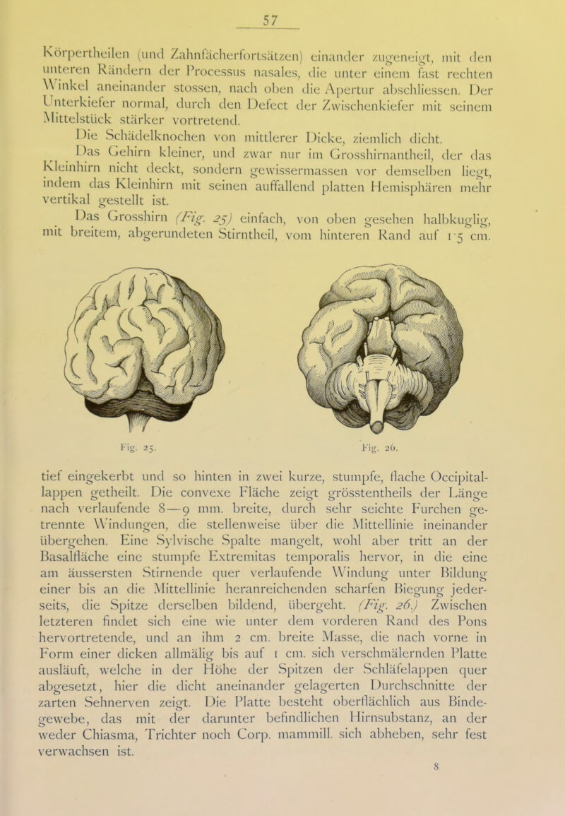 Körpertheilen (und Zahnfächerfortsätzen) einander zugeneigt, mit den unteren Rändern der Processus nasales, die unter einem fast rechten \\ inkel aneinander stossen, nach oben die Apertur abschliessen. I )er Unterkiefer normal, durch den Defect der Zwischenkiefer mit seinem Mittelstück stärker vortretend. I)ie Schädelknochen von mittlerer Dicke, ziemlich dicht. Das Gehirn kleiner, und zwar nur im Grosshirnantheil, der das Kleinhirn nicht deckt, sondern gewissermassen vor demselben liegt, indem das Kleinhirn mit seinen auffallend platten Hemisphären mehr vertikal gestellt ist. Das Grosshirn (Fig. 25) einfach, von oben gesehen halbkuglig, mit breitem, abgerundeten Stirntheil, vom hinteren Rand auf 1-5 cm. Fig. 25. Fig. 26. tief eingekerbt und so hinten in zwei kurze, stumpfe, dache Occipital- lappen getheilt. Die convexe Fläche zeigt grösstentheils der Länge nach verlaufende 8—9 mm. breite, durch sehr seichte Furchen ge- trennte Windungen, die stellenweise über die Mittellinie ineinander übergehen. Eine Sylvische Spalte mangelt, wohl aber tritt an der Basalfläche eine stumpfe Extremitas temporalis hervor, in die eine am äussersten Stirnende quer verlaufende Windung unter Bildung einer bis an die Mittellinie heranreichenden scharfen Biegung jeder- seits, die Spitze derselben bildend, übergeht. (Fig. 26.) Zwischen letzteren findet sich eine wie unter dem vorderen Rand des Pons hervortretende, und an ihm 2 cm. breite Masse, die nach vorne in Form einer dicken allmälig bis auf 1 cm. sich verschmälernden Platte ausläuft, welche in der Höhe der Spitzen der Schläfelappen quer abgesetzt, hier die dicht aneinander gelagerten Durchschnitte der zarten Sehnerven zeigt. Die Platte besteht oberflächlich aus Binde- o gewebe, das mit der darunter befindlichen Hirnsubstanz, an der weder Chiasma, Trichter noch Corp. mammill. sich abheben, sehr fest verwachsen ist. 8