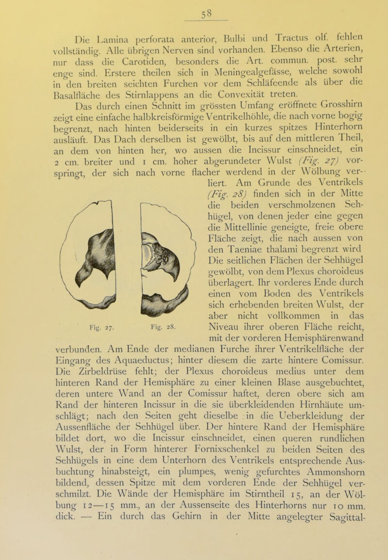5« Die Lamina perforata anterior, Bulbi uncl I ractus olf. fehlen vollständig. Alle übrigen Nerven sind vorhanden. Ebenso die Arterien, nur dass die Carotiden, besonders die Art. commun. post, sehr enge sind. Erstere theilen sich in Meningealgefässe, welche sowohl in den breiten seichten Furchen vor dem Schläfeende als über die Basalfläche des Stirnlappens an die Convexität treten. Das durch einen Schnitt im grössten Umfang eröffnete Grosshirn zeigt eine einfache halbkreisförmige Ventrikelhöhle, die nach vorne bogig begrenzt, nach hinten beiderseits in ein kurzes spitzes Hinterhorn ausläuft. Das Dach derselben ist gewölbt, bis auf den mittleren Theil, an dem von hinten her, wo aussen die Incissur einschneidet, ein 2 cm. breiter und i cm. hoher abgerundeter Wulst (Fig. 27) vor- springt, der sich nach vorne flacher werdend in der Wölbung ver- liert. Am Grunde des Ventrikels (Fig. 28) finden sich in der Mitte die beiden verschmolzenen Seh- hügel, von denen jeder eine gegen die Mittellinie geneigte, freie obere Fläche zeigt, die nach aussen von den Taeniae thalami begrenzt wird Die seitlichen Flächen der Sehhügel gewölbt, von dem Plexus choroideus überlagert. Ihr vorderes Ende durch o einen vom Boden des Ventrikels sich erhebenden breiten Wulst, der aber nicht vollkommen in das Niveau ihrer oberen Fläche reicht, mit der vorderen Hemisphärenwand verbunden. Am Ende der medianen Furche ihrer Ventrikelfläche der Eingang des Aquaeductus; hinter diesem die zarte hintere Comissur. Die Zirbeldrüse fehlt; der Plexus choroideus medius unter dem hinteren Rand der Hemisphäre zu einer kleinen Blase ausgebuchtet, deren untere Wand an der Comissur haftet, deren obere sich am Rand der hinteren Incissur in die sie überkleidenden Hirnhäute um- schlägt; nach den Seiten geht dieselbe in die EUberkleidung der Aussenfläche der Sehhügel über. Der hintere Rand der Hemisphäre bildet dort, wo die Incissur einschneidet, einen queren rundlichen Wulst, der in Form hinterer Fornixschenkel zu beiden Seiten des Sehhügels in eine dem Unterhorn des Ventrikels entsprechende Aus- buchtung hinabsteigt, ein plumpes, wenig gefurchtes Ammonshorn bildend, dessen Spitze mit dem vorderen Ende der Sehhügel ver- schmilzt. Die Wände der Hemisphäre im Stirntheil 15, an der Wöl- bung 12 —15 mm., an der Aussenseite des Hinterhorns nur to mm. dick. — Ein durch das Gehirn in der Mitte angelegter Sacrittal- ö o ö