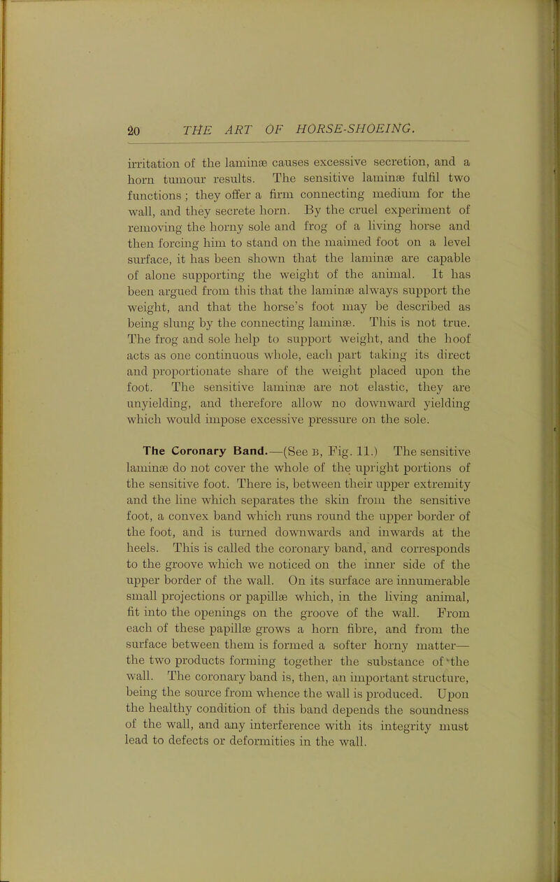 irritation of the laminae causes excessive secretion, and a horn tumour results. The sensitive laminae fulfil two functions ; they offer a firm connecting medium for the M^all, and they secrete horn. By the cruel experiment of removing the horny sole and frog of a living horse and then forcing him to stand on the maimed foot on a level surface, it has been shown that the laminae are capable of alone supporting the weight of the animal. It has been argued from this that the laminae always support the weight, and that the horse's foot may be described as being slung by the connecting laminae. This is not true. The frog and sole help to support weight, and the hoof acts as one continuous whole, each part taking its direct and proportionate share of the weight placed upon the foot. The sensitive laminae are not elastic, they are unyielding, and therefore allow no downward yielding which would impose excessive pressure on the sole. The Coronary Band.—(See b, Fig. 11.) The sensitive laminae do not cover the whole of the upright portions of the sensitive foot. There is, between their upper extremity and the line which separates the skin from the sensitive foot, a convex band which runs round the upper border of the foot, and is turned downwards and inwards at the heels. This is called the coronary band, and corresponds to the groove which we noticed on the inner side of the upper border of the wall. On its surface are innmuerable small projections or papillse which, in the living animal, fit into the openings on the groove of the wall. From each of these papillae grows a horn fibre, and from the surface between them is formed a softer horny matter— the two products forming together the substance of'the wall. The coronary band is, then, an important structure, being the source from whence the wall is produced. Upon the healthy condition of this band depends the soundness of the wall, and any interference with its integrity nmst lead to defects or deformities in the wall.