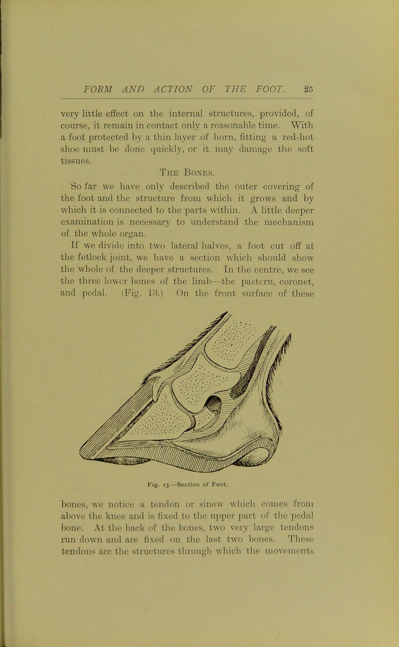 very little effect on the internal structures, provided, of course, it remain in contact only a reasonable time. With a foot protected by a thin layer of horn, fitting a red-hot shoe must be done quickly, or it may damage the soft tissues. The Bones. So far we have only described the outer covering of the foot and the structure from which it grows and by which it is connected to the parts within. A little deeper examination is necessary to understand the mechanism of the whole organ. If we divide into two lateral halves, a foot cut off at the fetlock joint, we have a section which should show the whole of the deeper structures. In the centre, we see the three lower bones of the limb-—the 23astcrn, coronet, and pedal. (Fig. 18.) On the front surface of these F'>B- '3-—Section of Foot. bones, we notice a tendon or sinew which comes from above the knee and is fixed to the upper part of the pedal bone. At the back of the bones, two very large tendons run down and are hxed on tbe last two bones. These tendons are the structures through which the movements