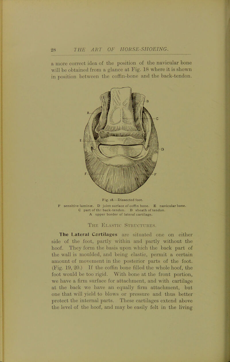 a more correct idea of the position of the navicular bone will be obtained from a glance at Fig. 18 where it is shown in position between the coftin-bone and the back-tendon. Fig. i8.—Dissected foot. F sensitive laminae. D joint surface of coffin bone. E navicular bone. C part of th? back-tendon. B sheath of tendon. A upper border of lateral cartilage. The Elastic Stkuctui^es. The Lateral Cartilages arc situated one on either side of the foot, partly within and partly without the hoof. They form the basis upon which the back part of the wall is moulded, and being elastic, permit a certain amount of movement in the posterior parts of the foot. (Fig. 19, 20.) If the coffin bone filled the whole hoof, the foot would be too rigid. With bone at the front portion, we have a firm surface for attachment, and with cartilage at the back we have an equally firm attachment, but one that will yield to blows or pressure and thus better protect the internal parts. These cartilages extend above the level of the hoof, and may be easily felt in the living